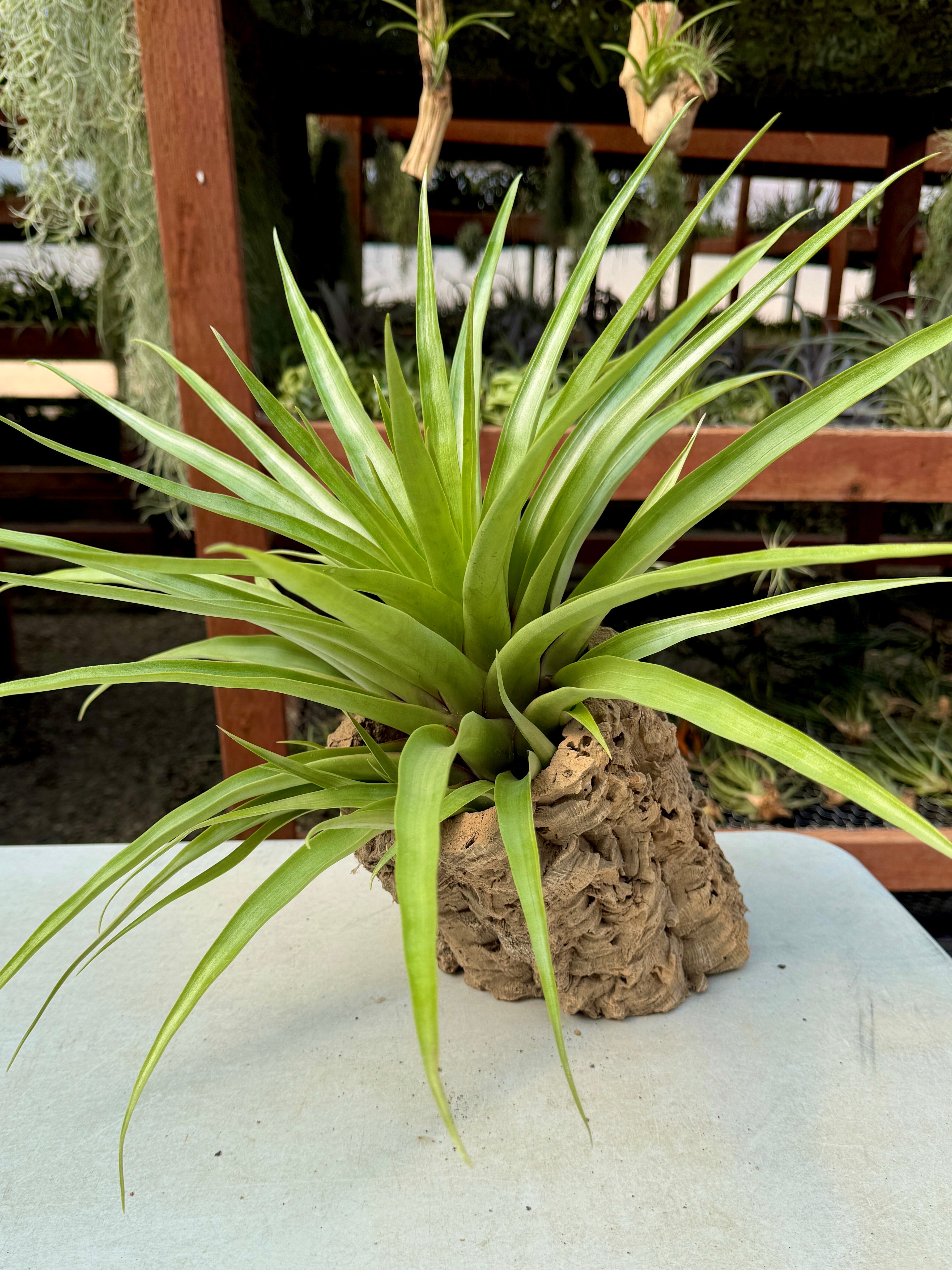 Air plant on a white surface with a blurred background
