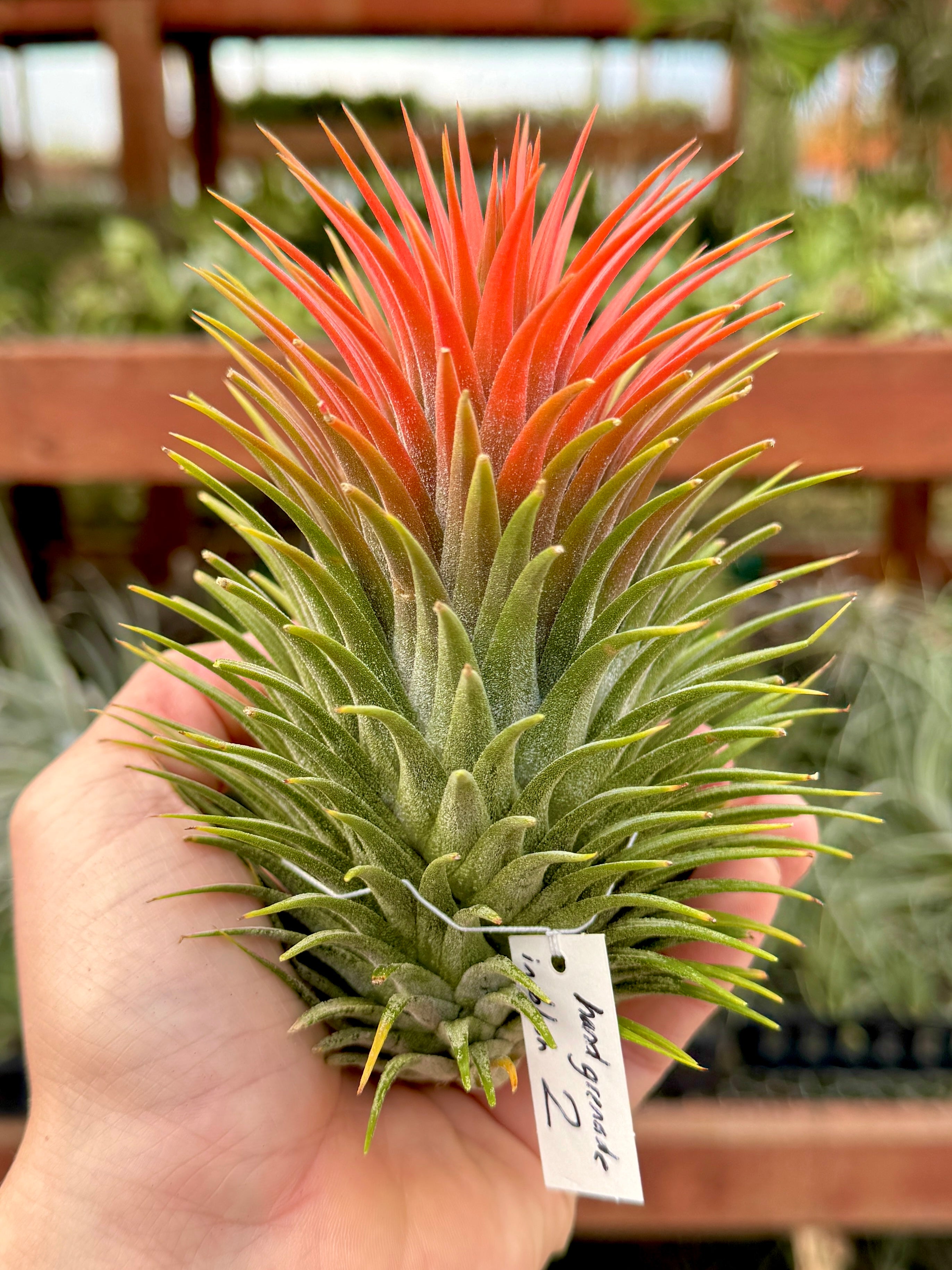 XL プレミアム イオナンサ セレクション