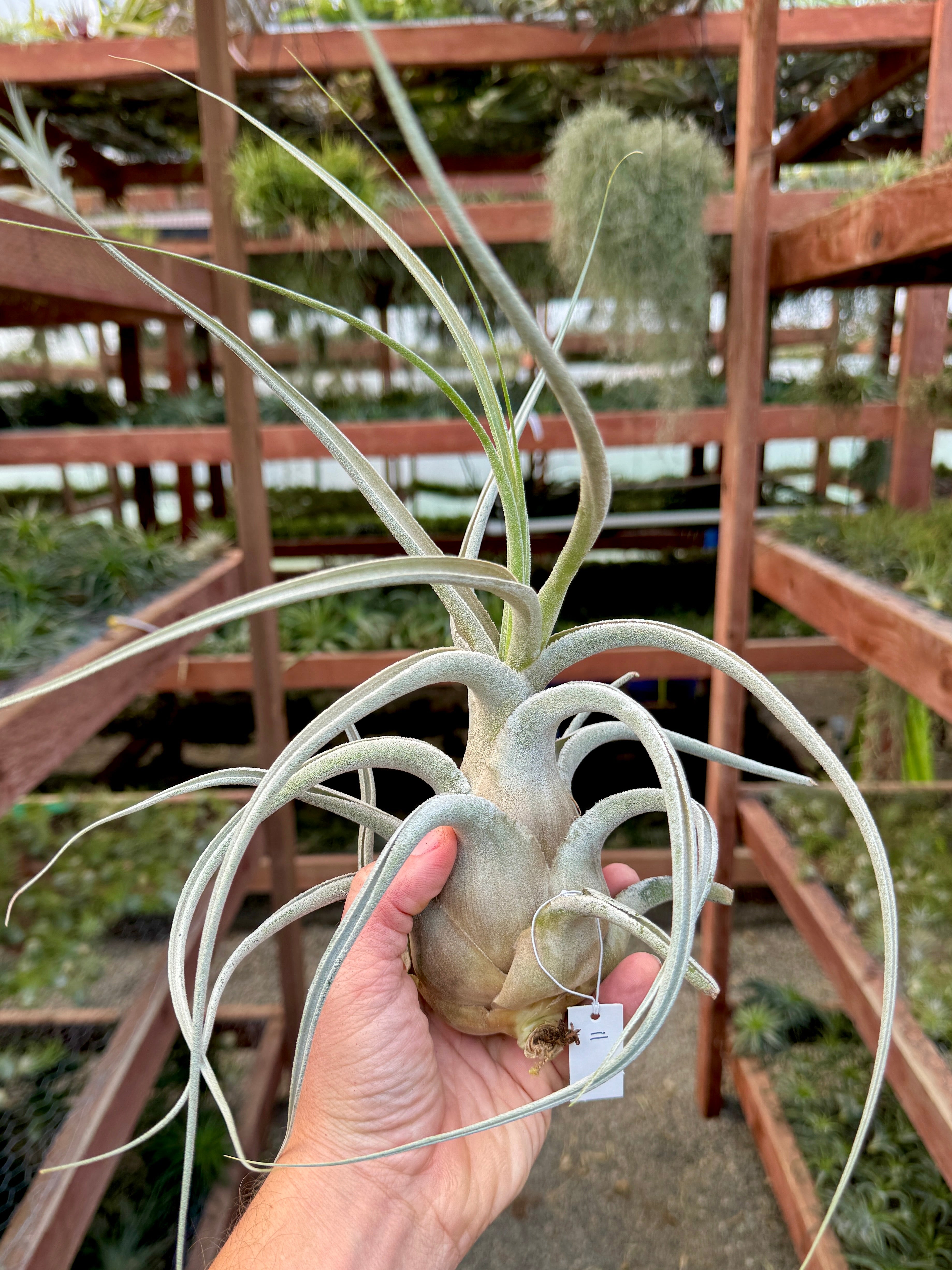 Ehlersiana Giant Clone (Receive The Exact Plant You Choose!)