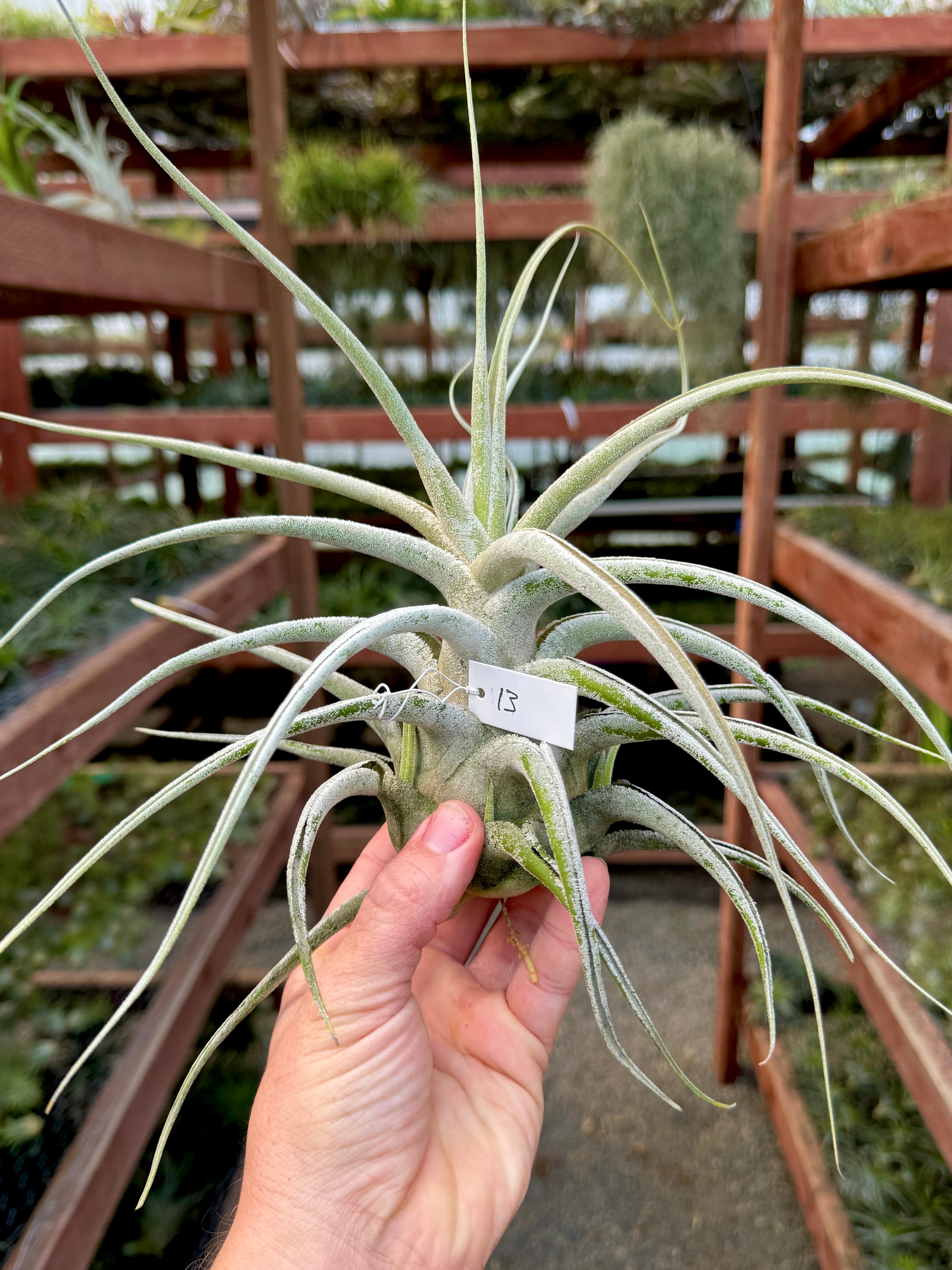 Ehlersiana Giant Clone (Receive The Exact Plant You Choose!)