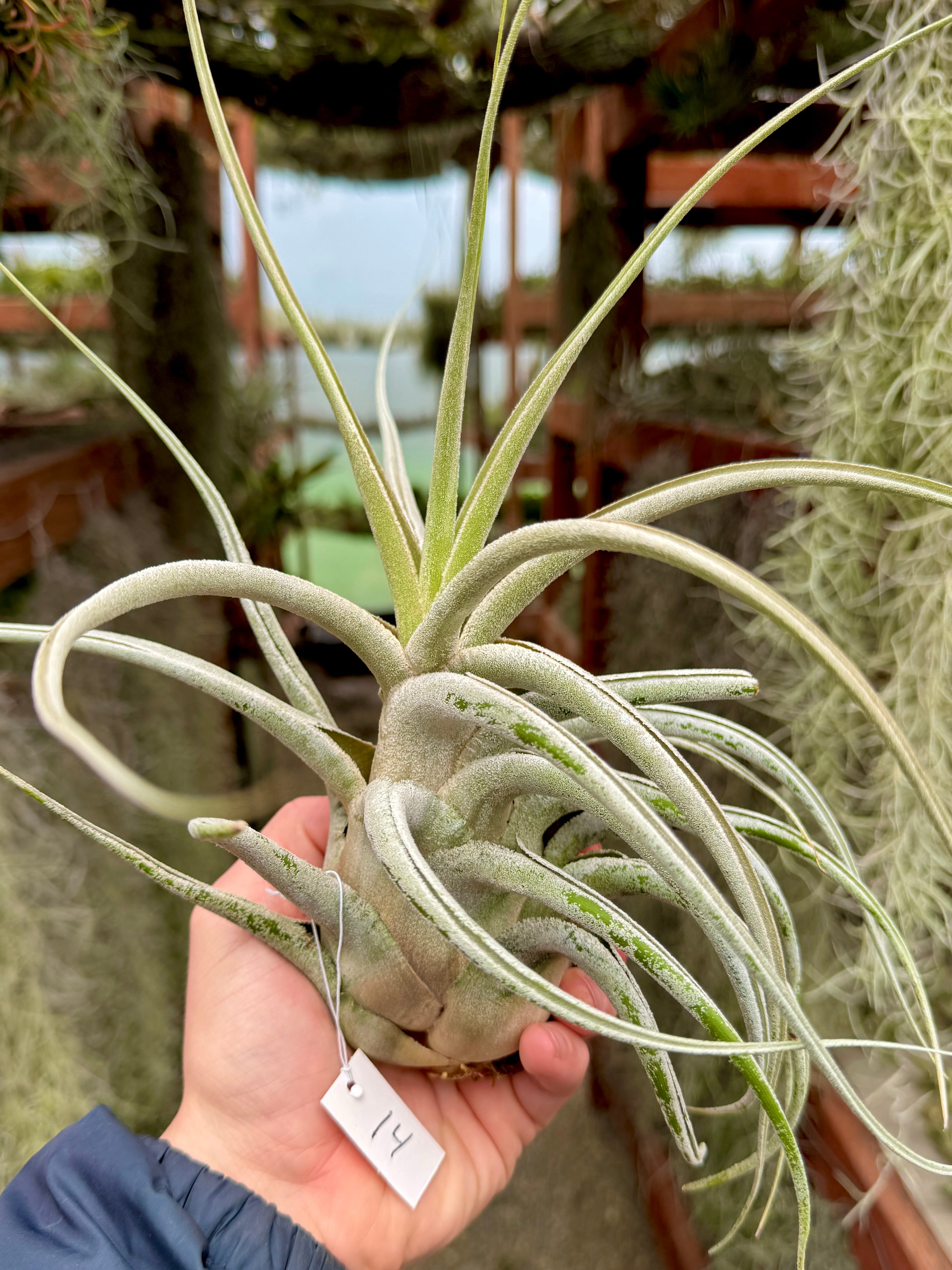 Ehlersiana Giant Clone (Receive The Exact Plant You Choose!)