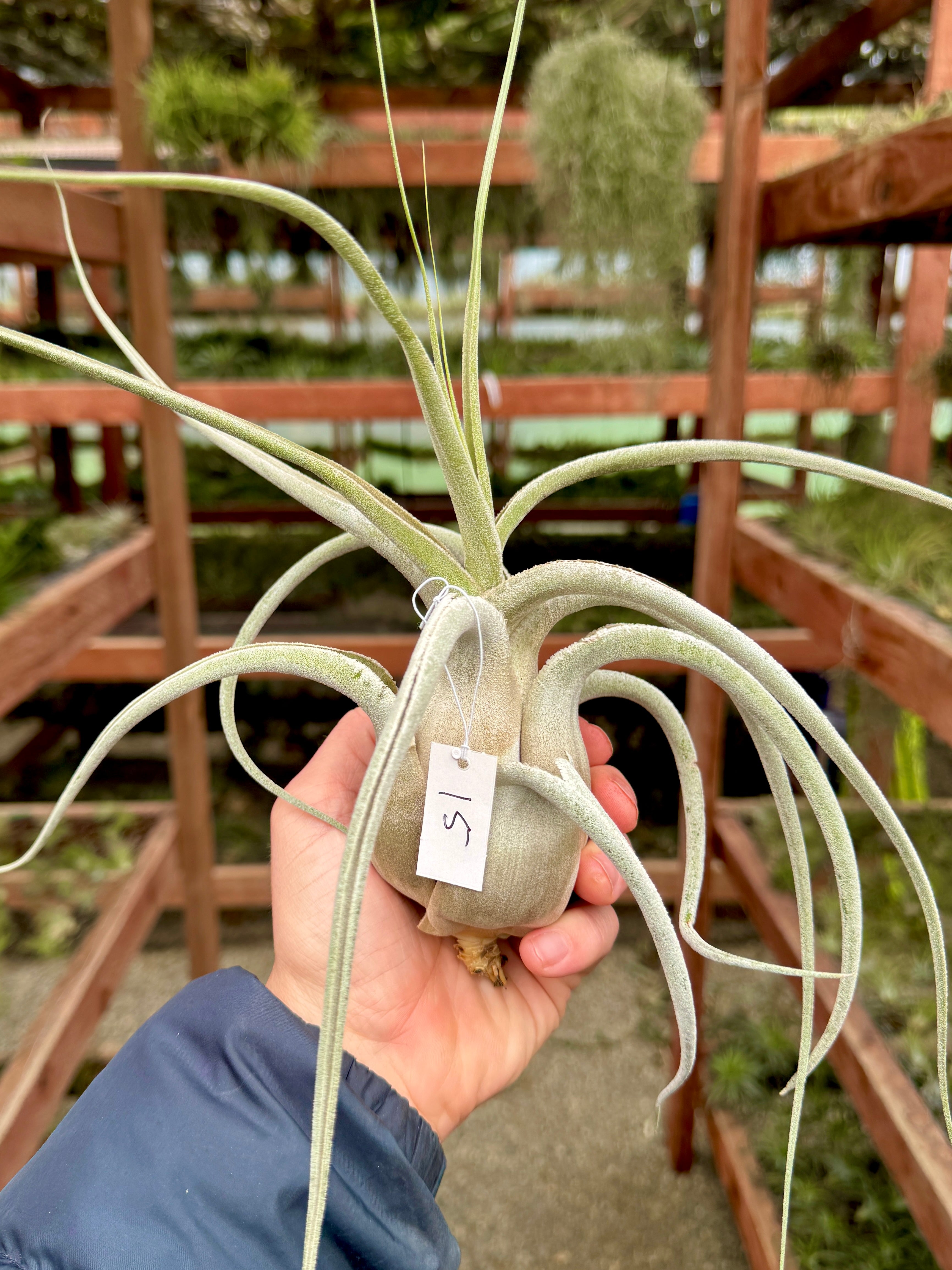 ehlersiana air plant Ehlersiana Giant Clone (Receive The Exact Plant You Choose!)
