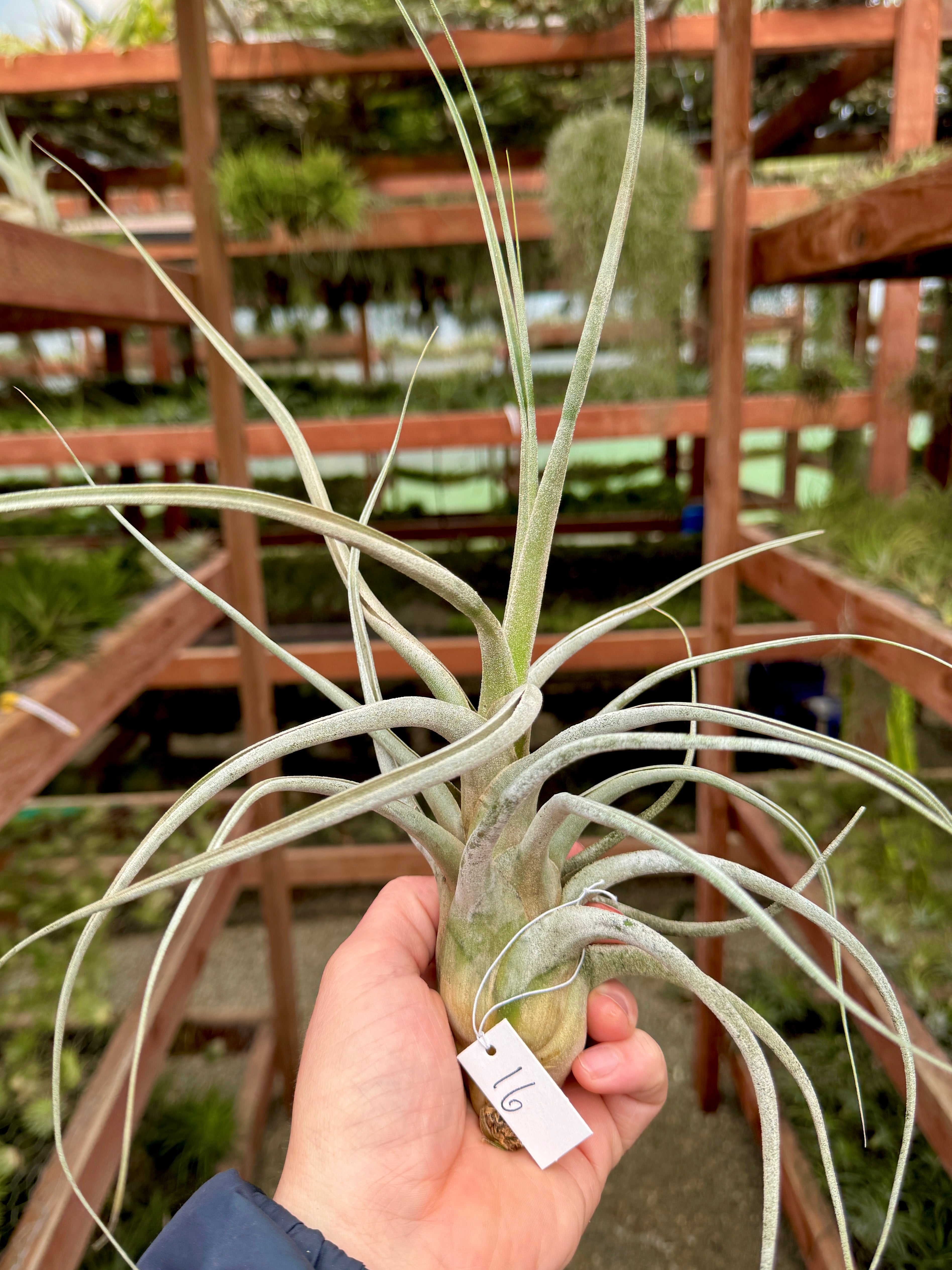 Ehlersiana Giant Clone (Receive The Exact Plant You Choose!)