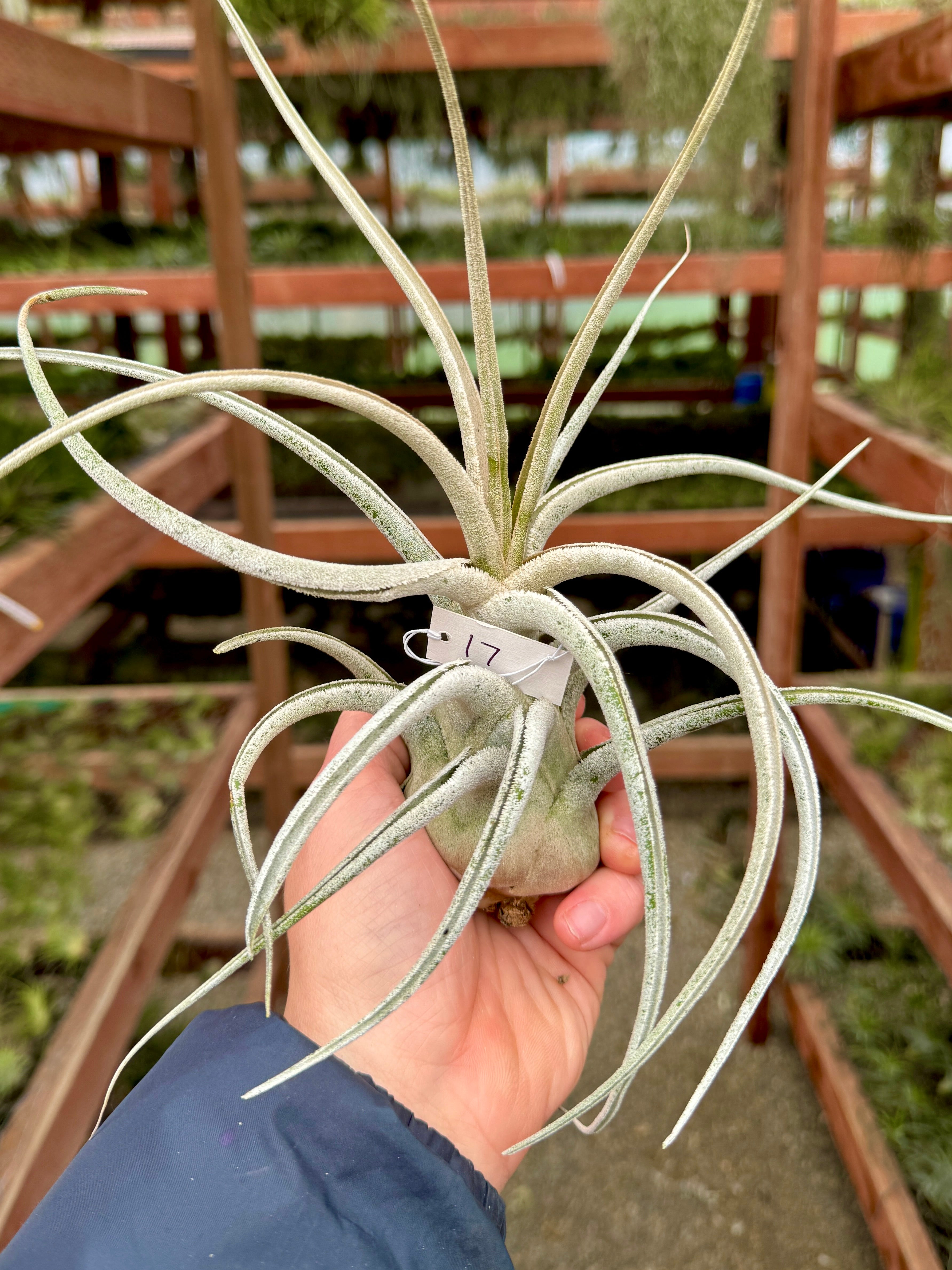 Ehlersiana Giant Clone (Receive The Exact Plant You Choose!)