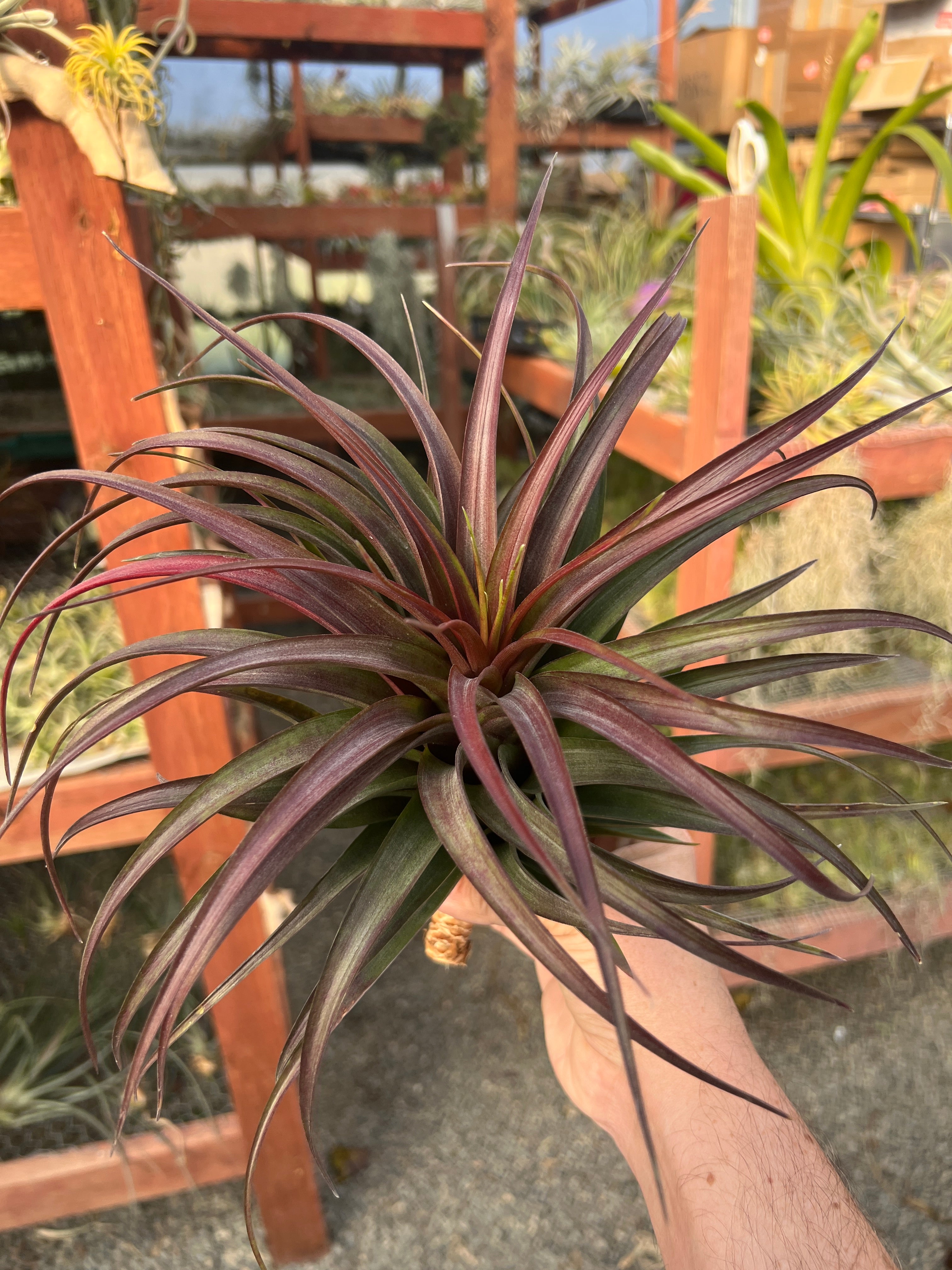 コレクターズスペシャル(2018/11/23更新) – Air Plant Hub