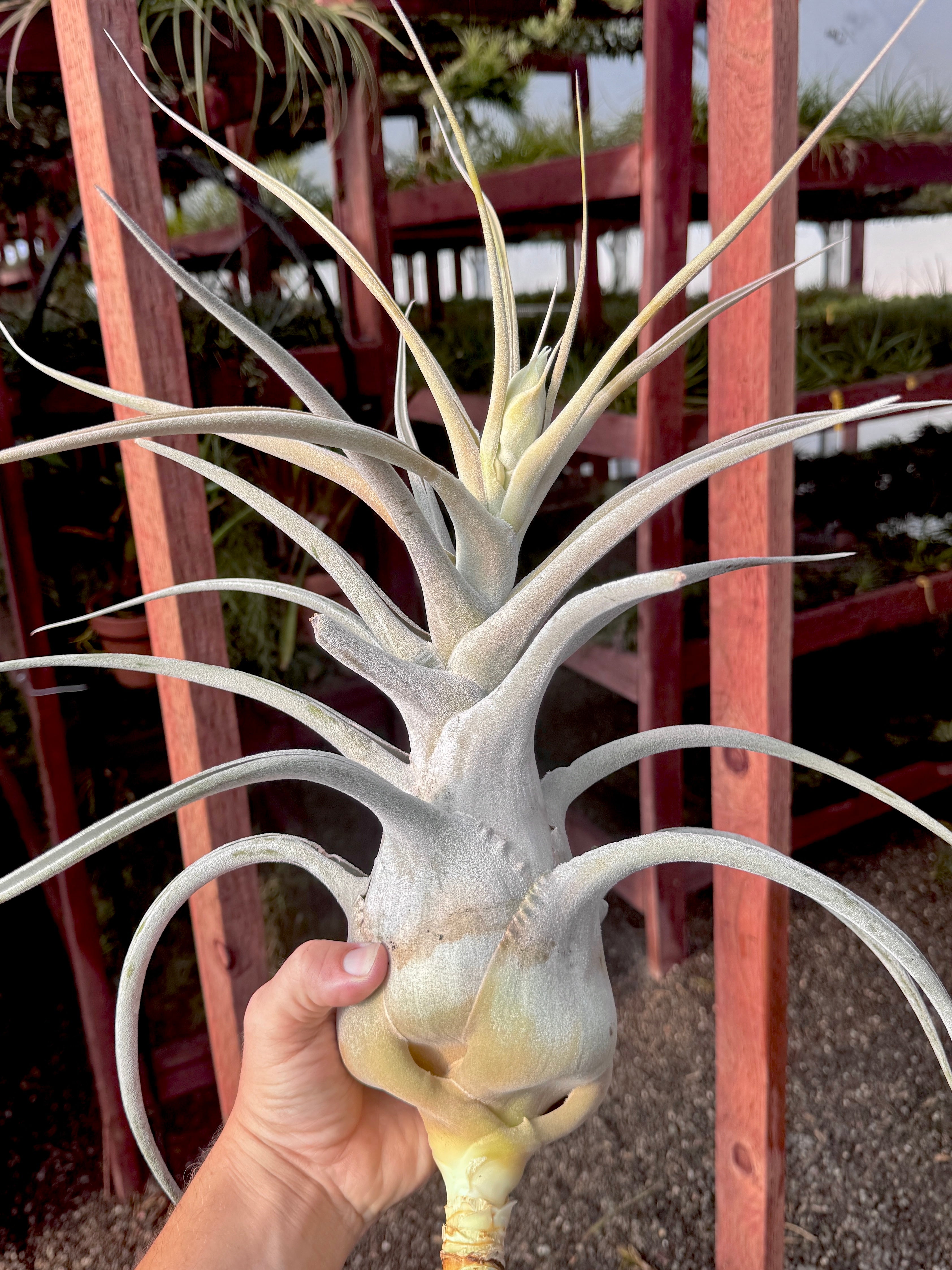 Ehlersiana Giant Clone (Receive The Exact Plant You Choose!)