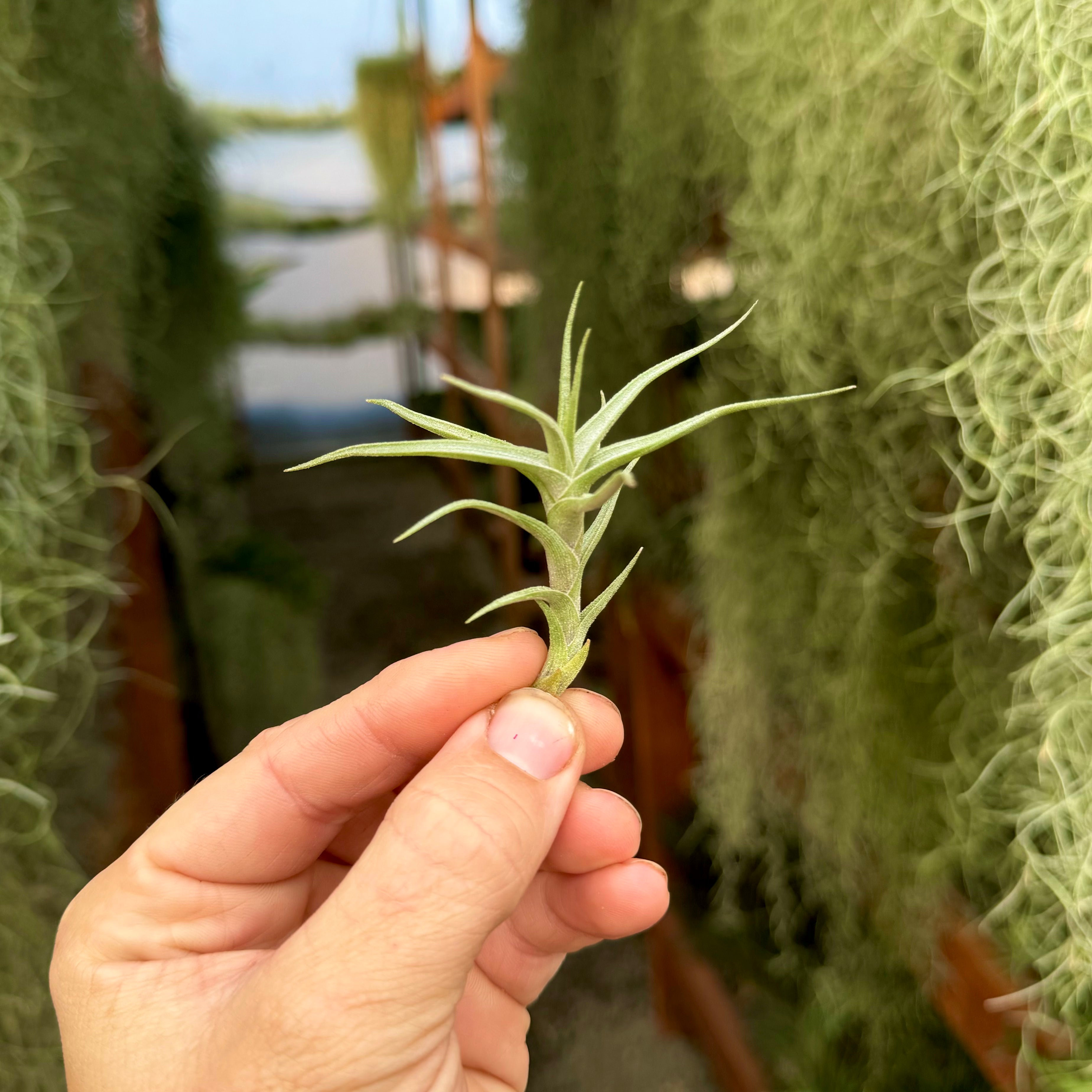 Diaguitensis <br> (Fragrant When In Bloom!)