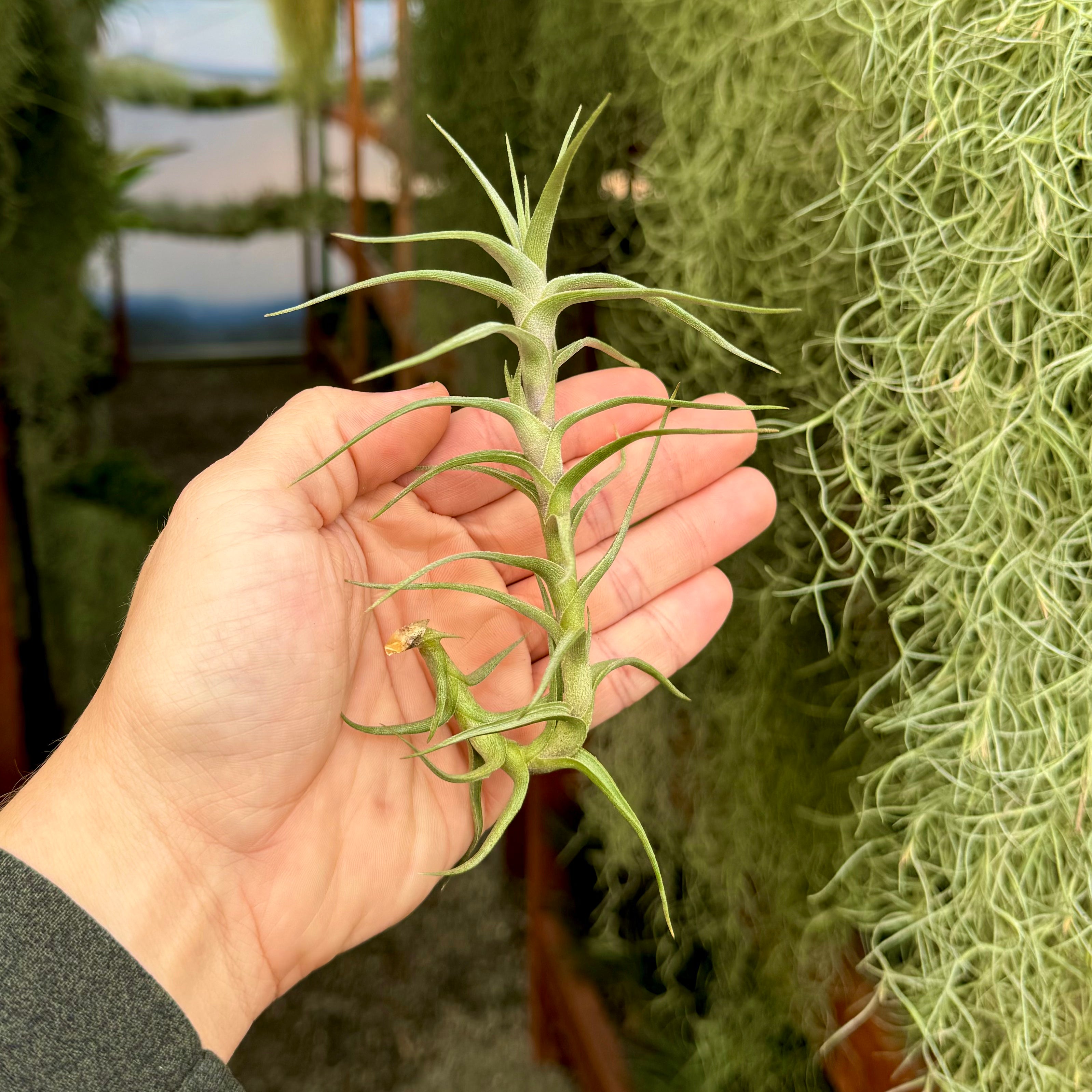 Diaguitensis <br> (Fragrant When In Bloom!)