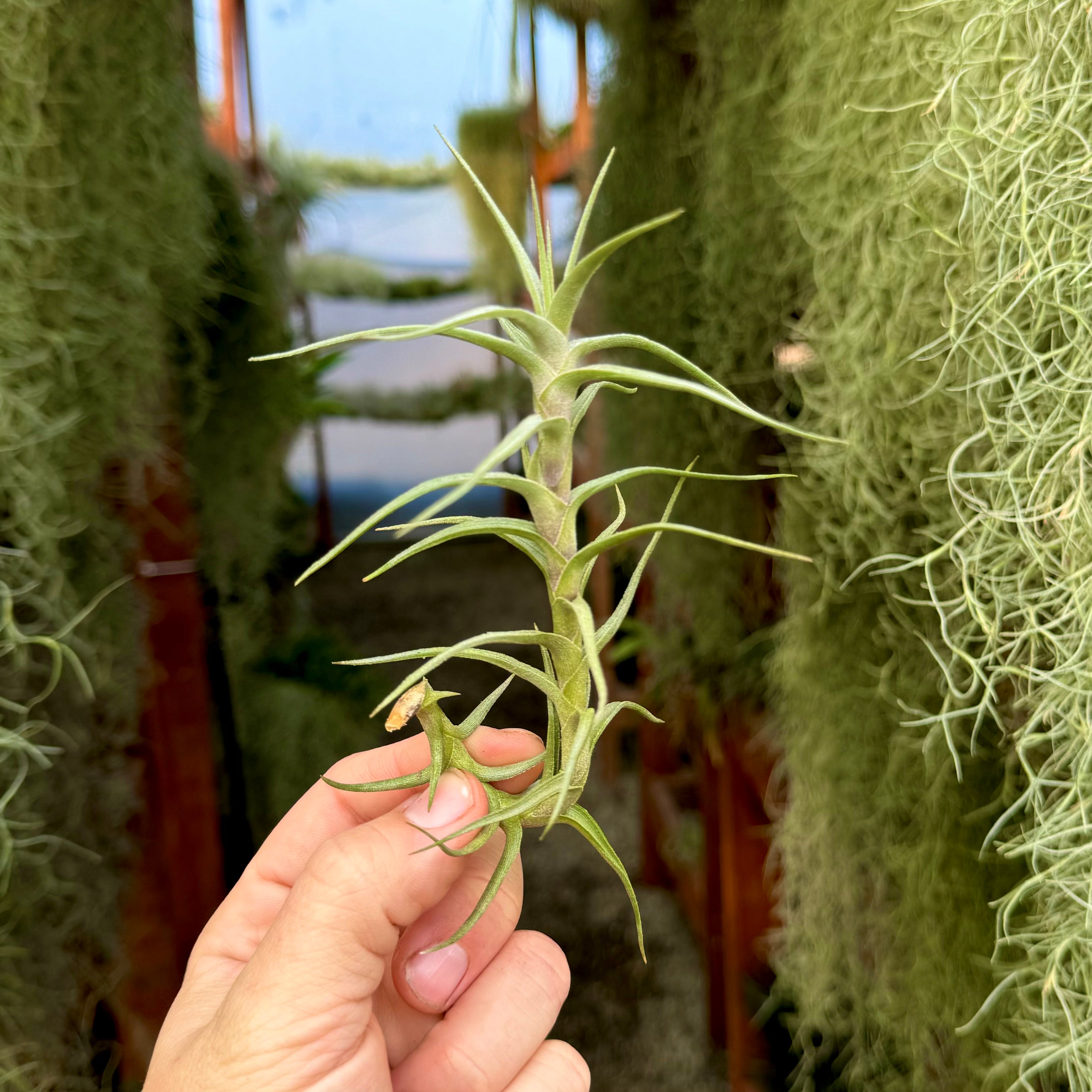 Diaguitensis <br> (Fragrant When In Bloom!)