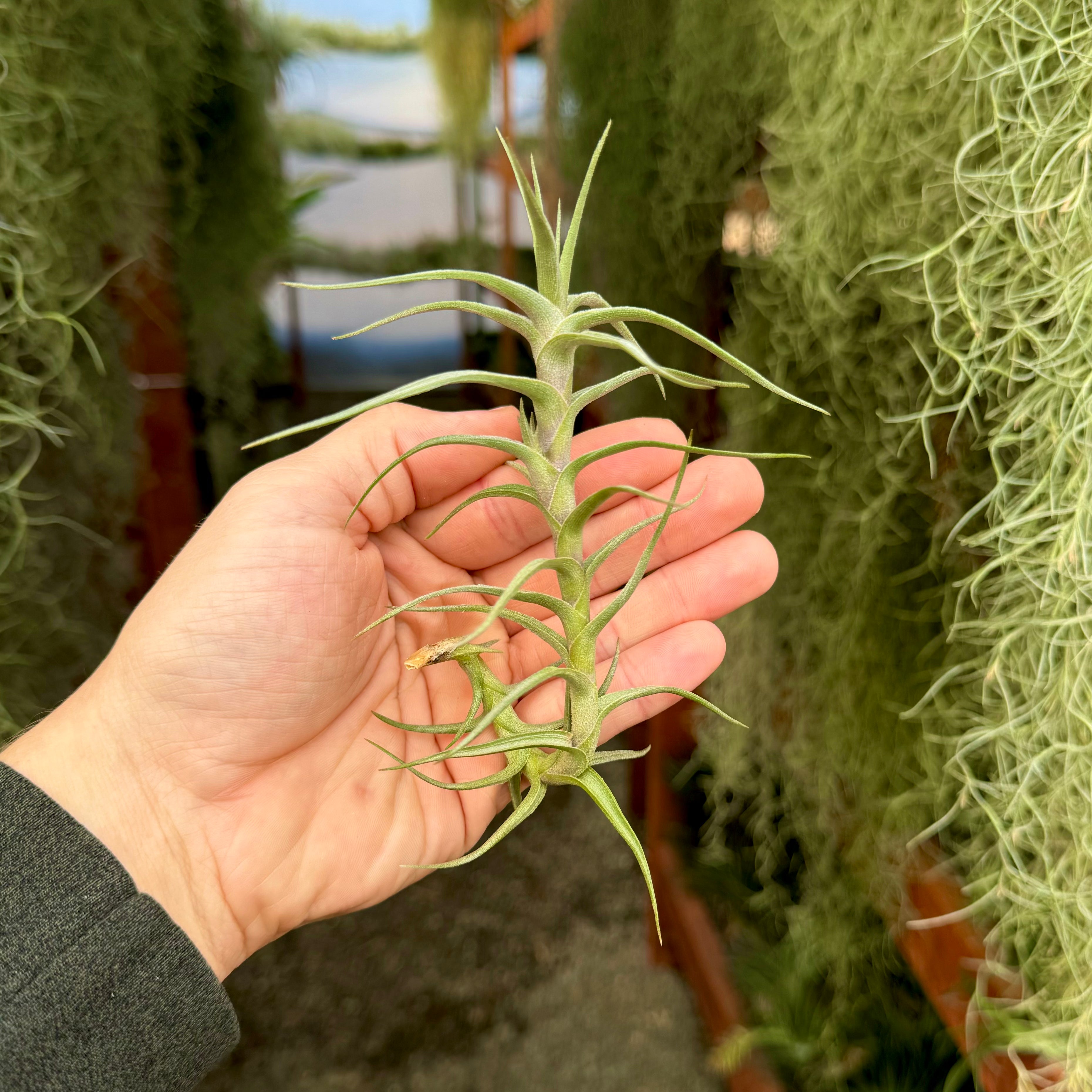 Diaguitensis <br> (Fragrant When In Bloom!)