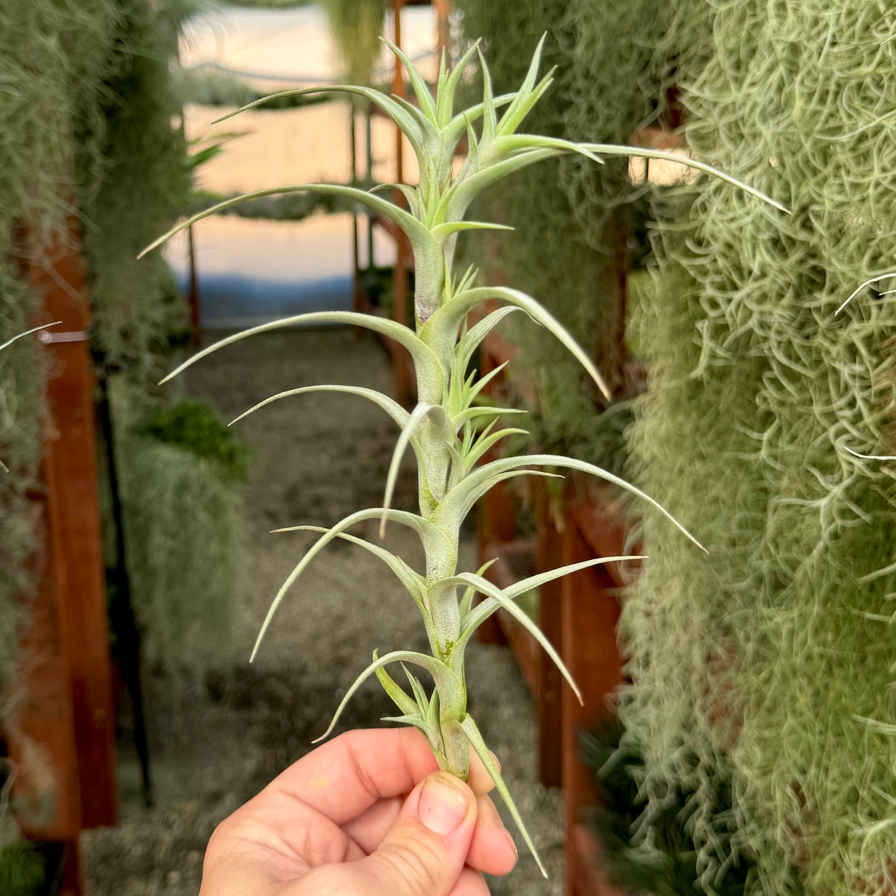 Diaguitensis <br> (Fragrant When In Bloom!)