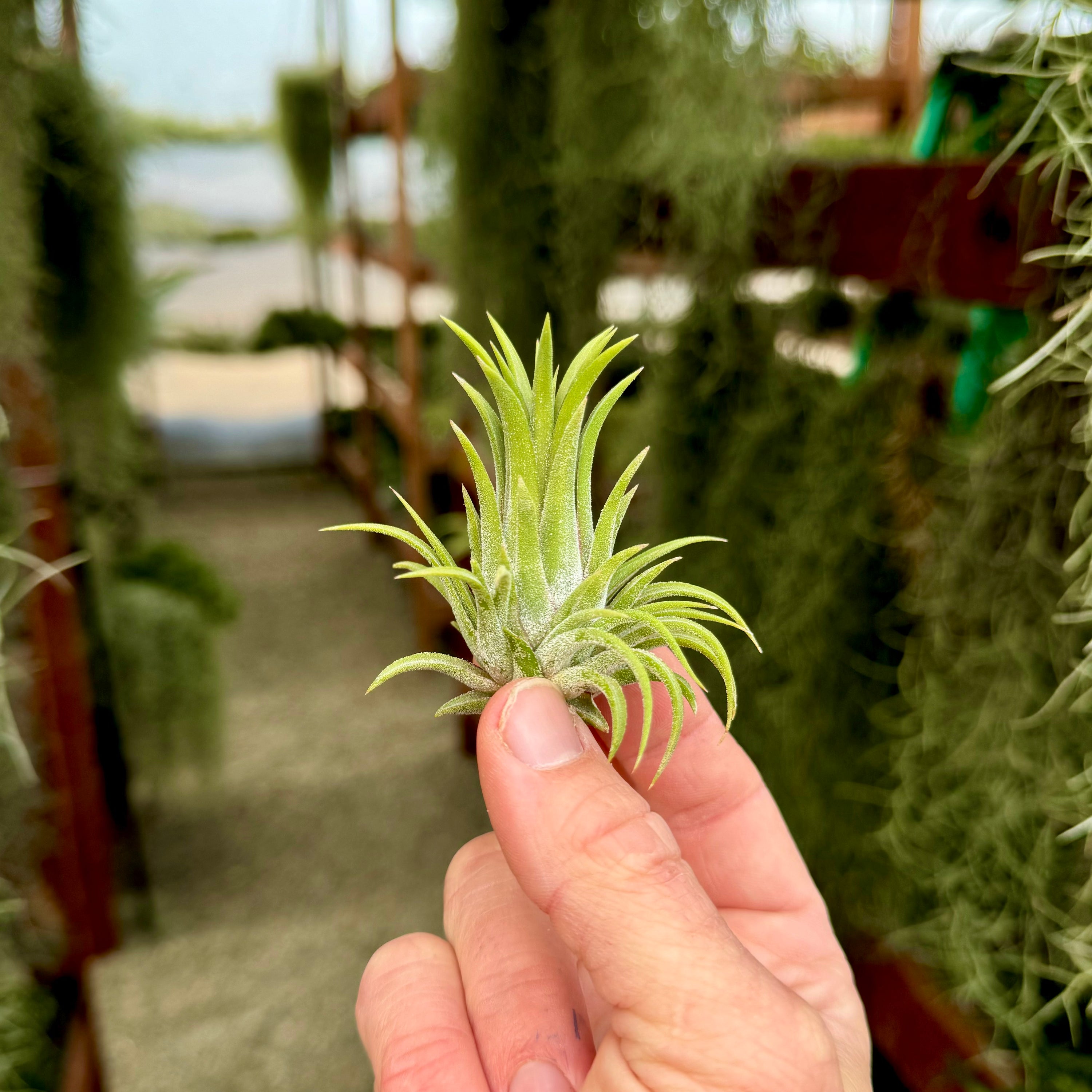 Ionantha Curly Giant – Air Plant Hub
