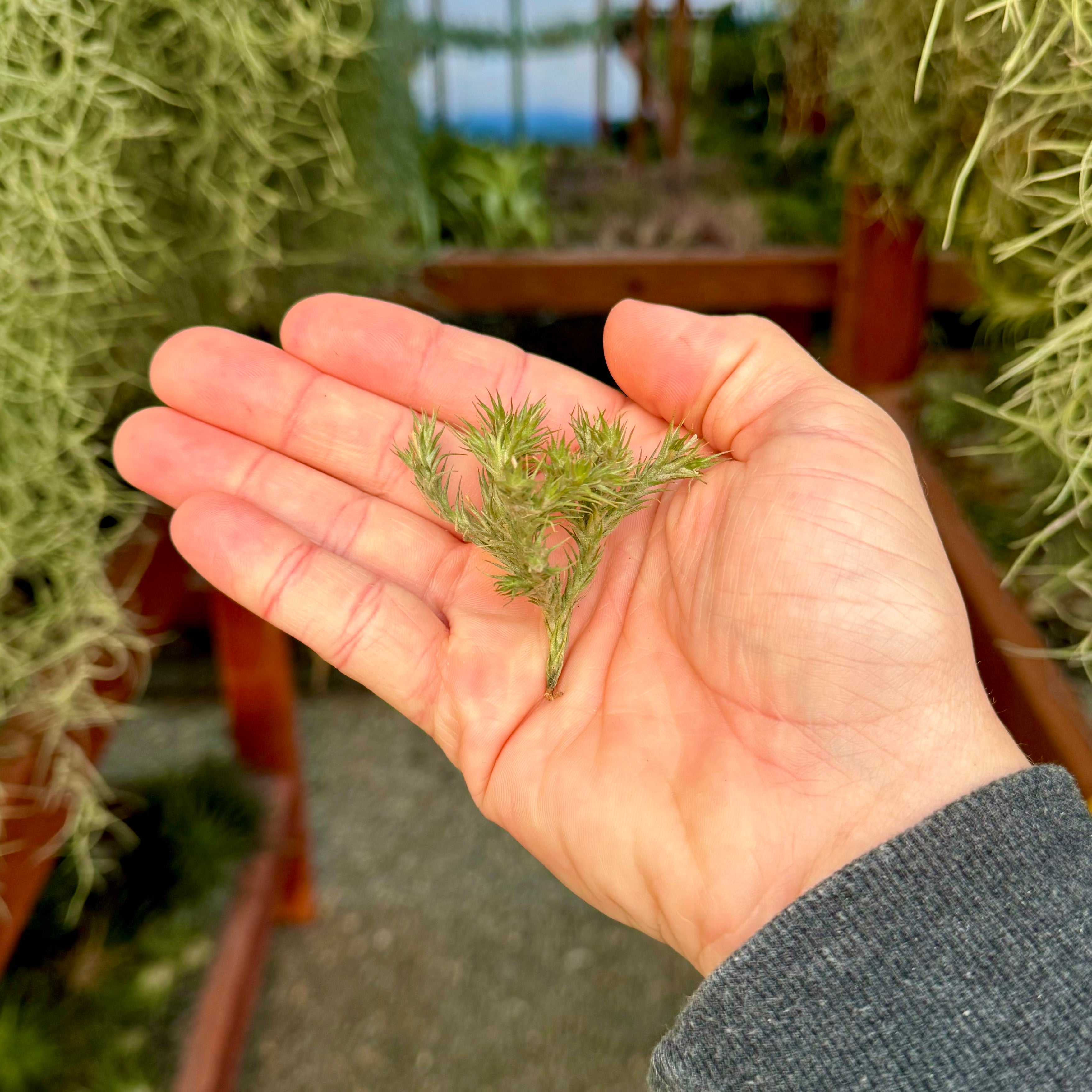 トリコレピス(ミニチュア種) – Air Plant Hub