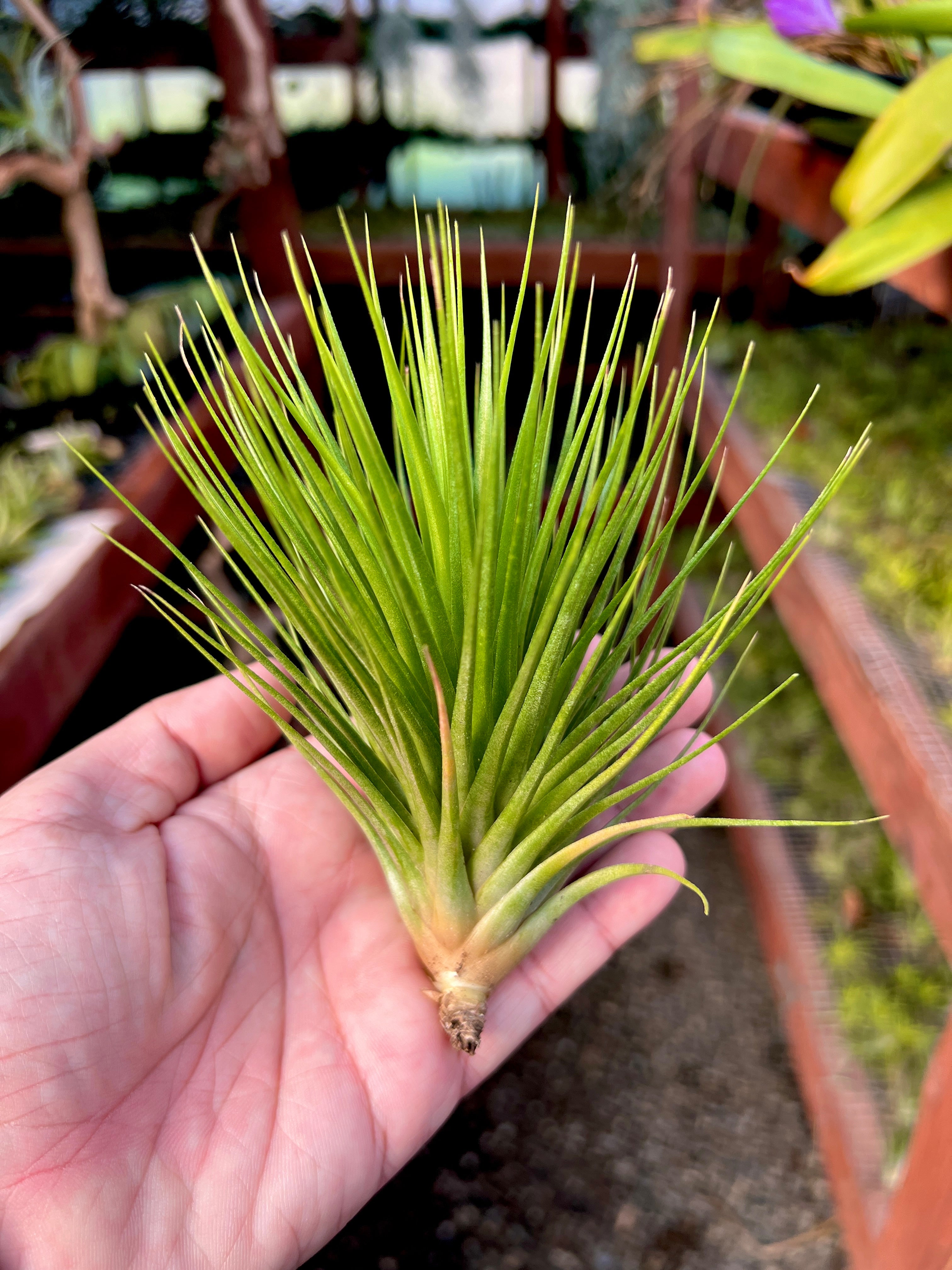 コレクターズスペシャル(2018/11/23更新) – Air Plant Hub