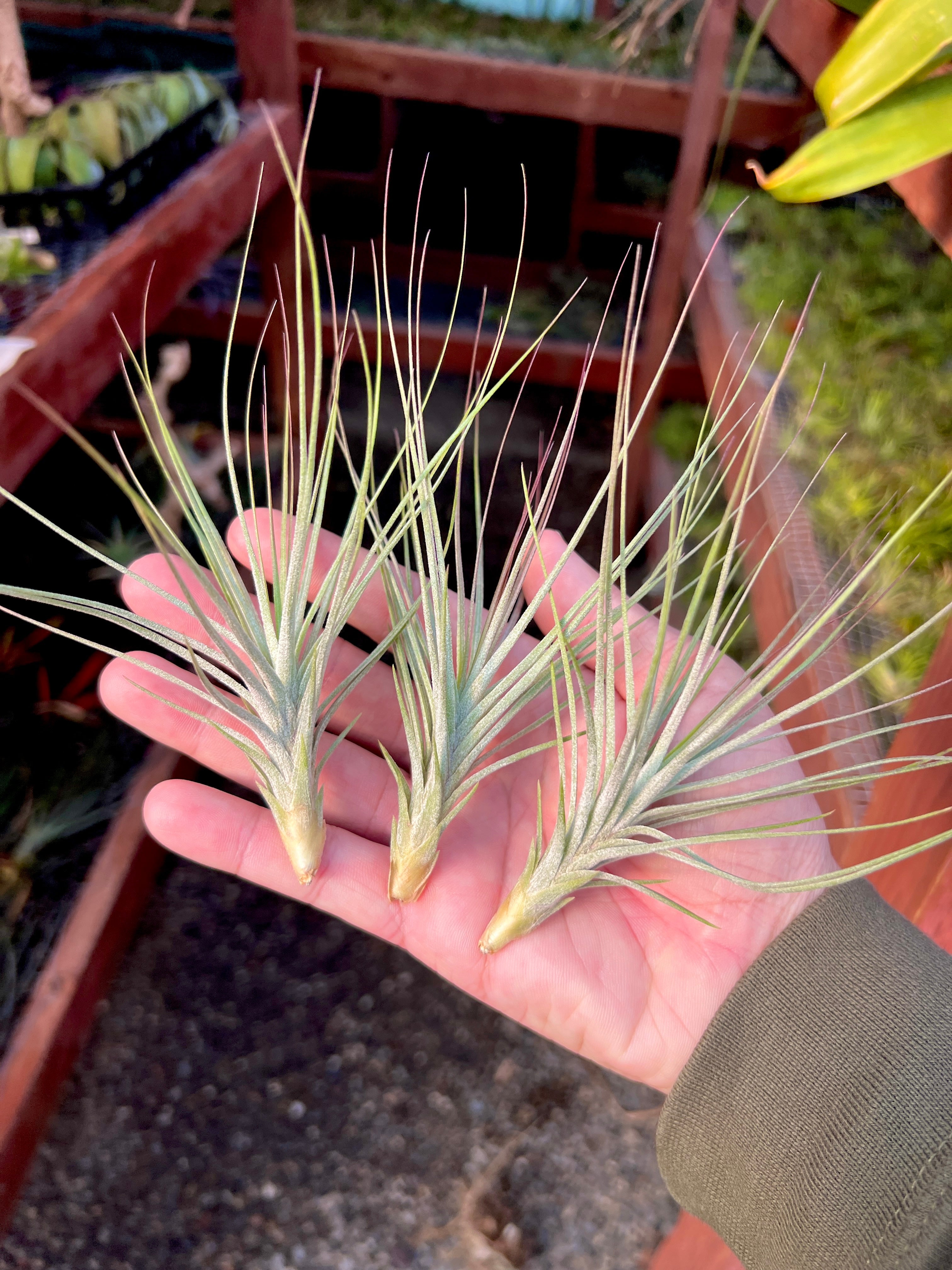 コレクターズスペシャル(2018/11/23更新) – Air Plant Hub
