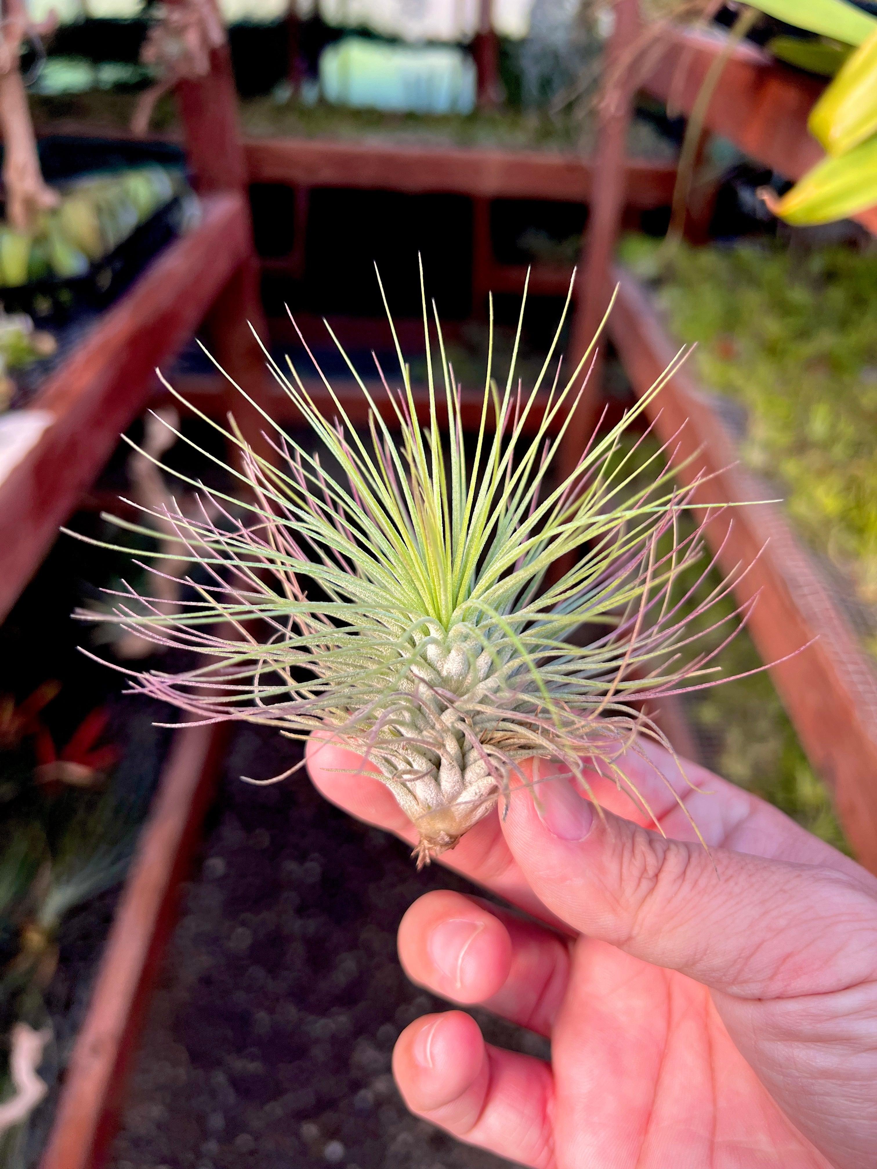 コレクターズスペシャル(2018/11/23更新) – Air Plant Hub