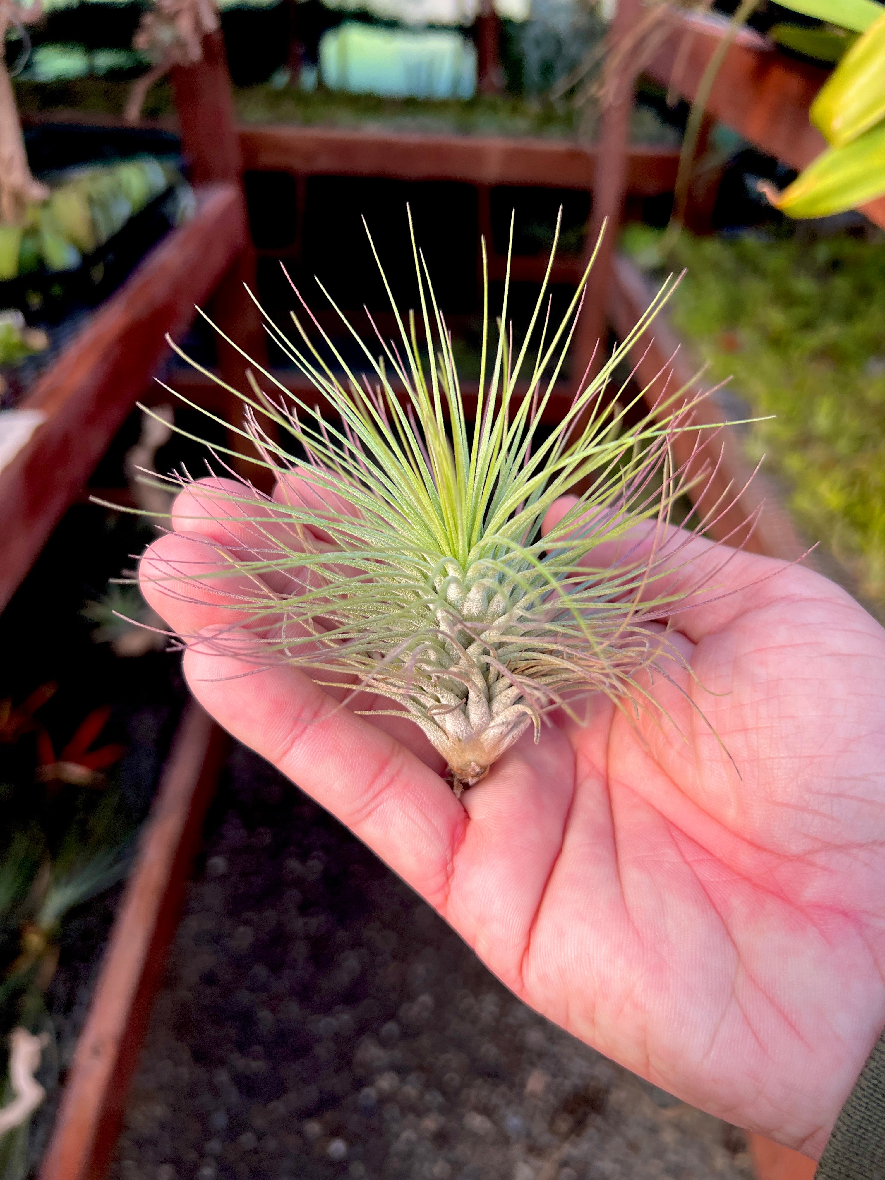 Kamiya's Pride (Funckiana x Fuchsii) <br> *RARE*