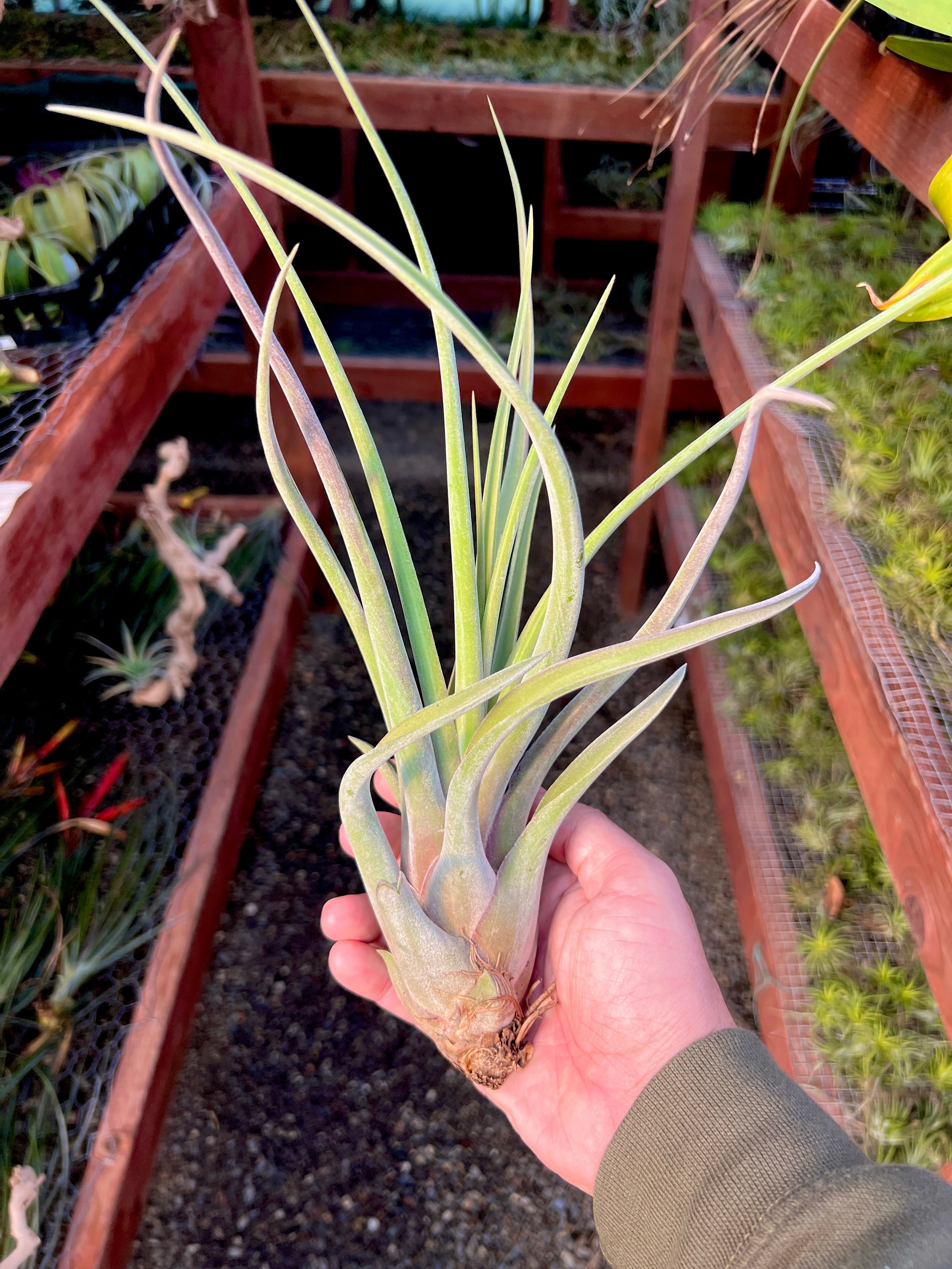 XL Caput Medusae x Riohondoensis *Special Release*