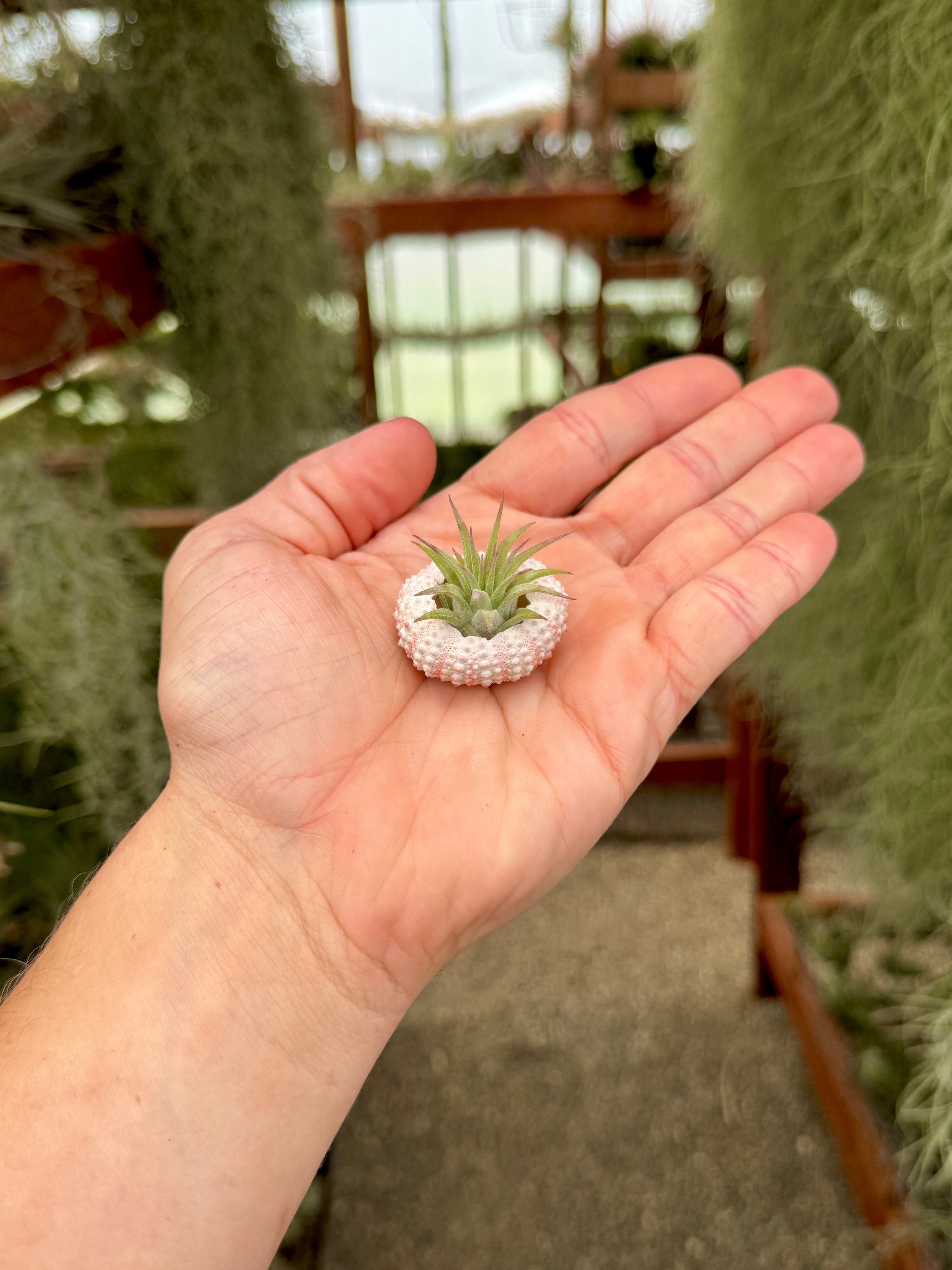 sea urchin succulent Bulk Lot of 75+ Small Sea Urchin Shells (1"-1.5") $0.50 Per Shell – Air Plant Hub