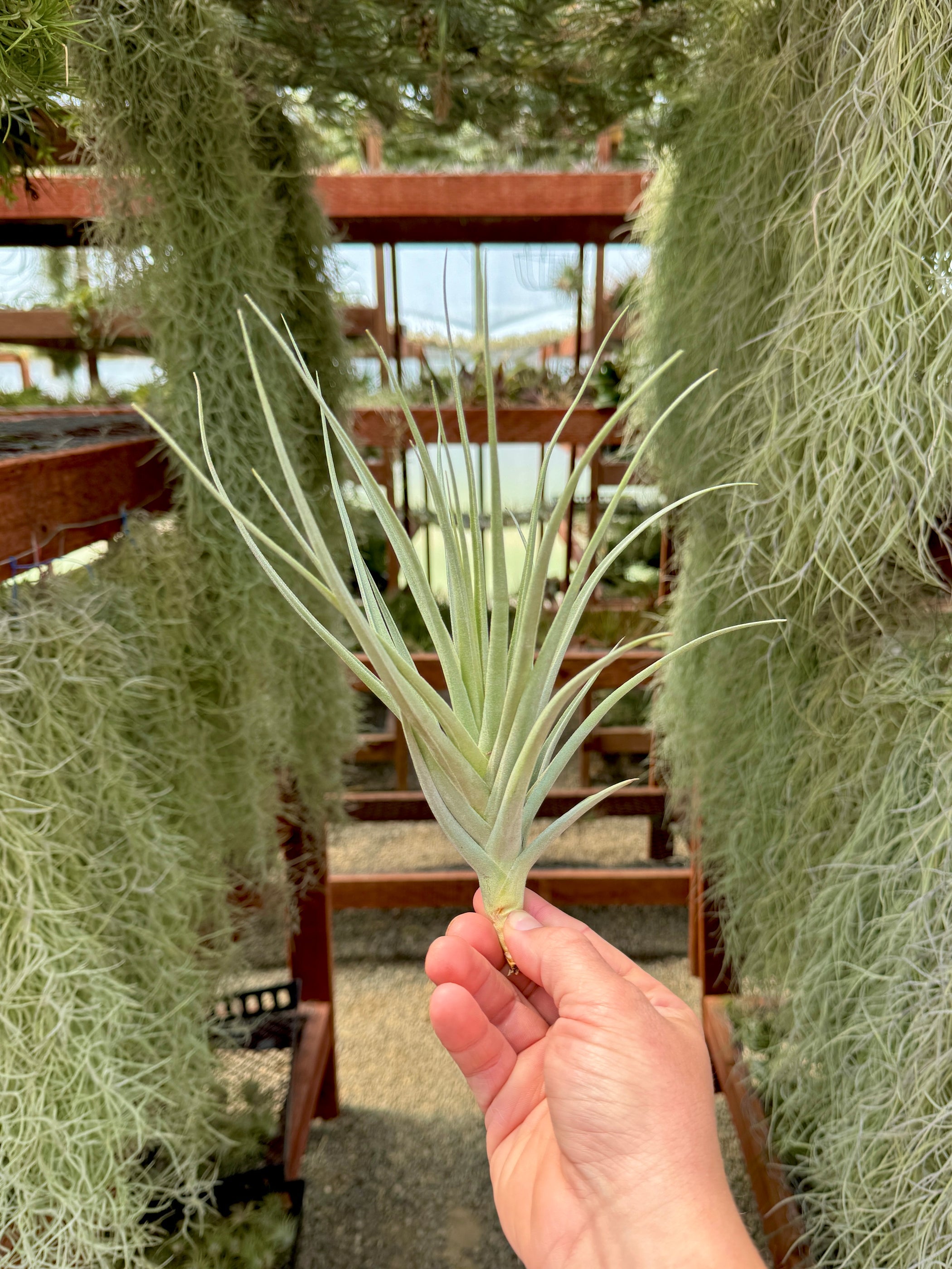 パイラナイト Duratii x Ixioides – Air Plant Hub