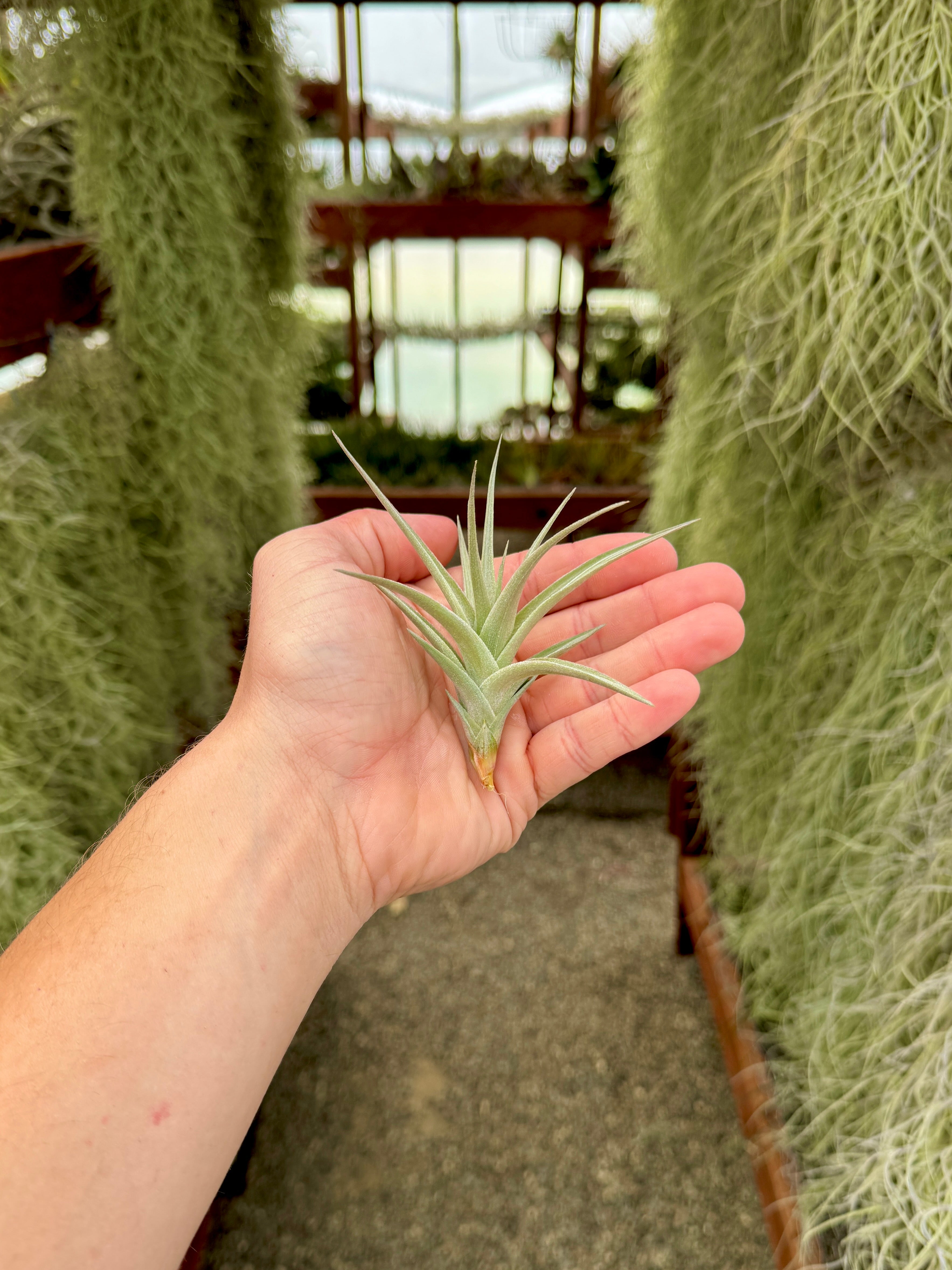 イシオデスブルーアルビノ – Air Plant Hub