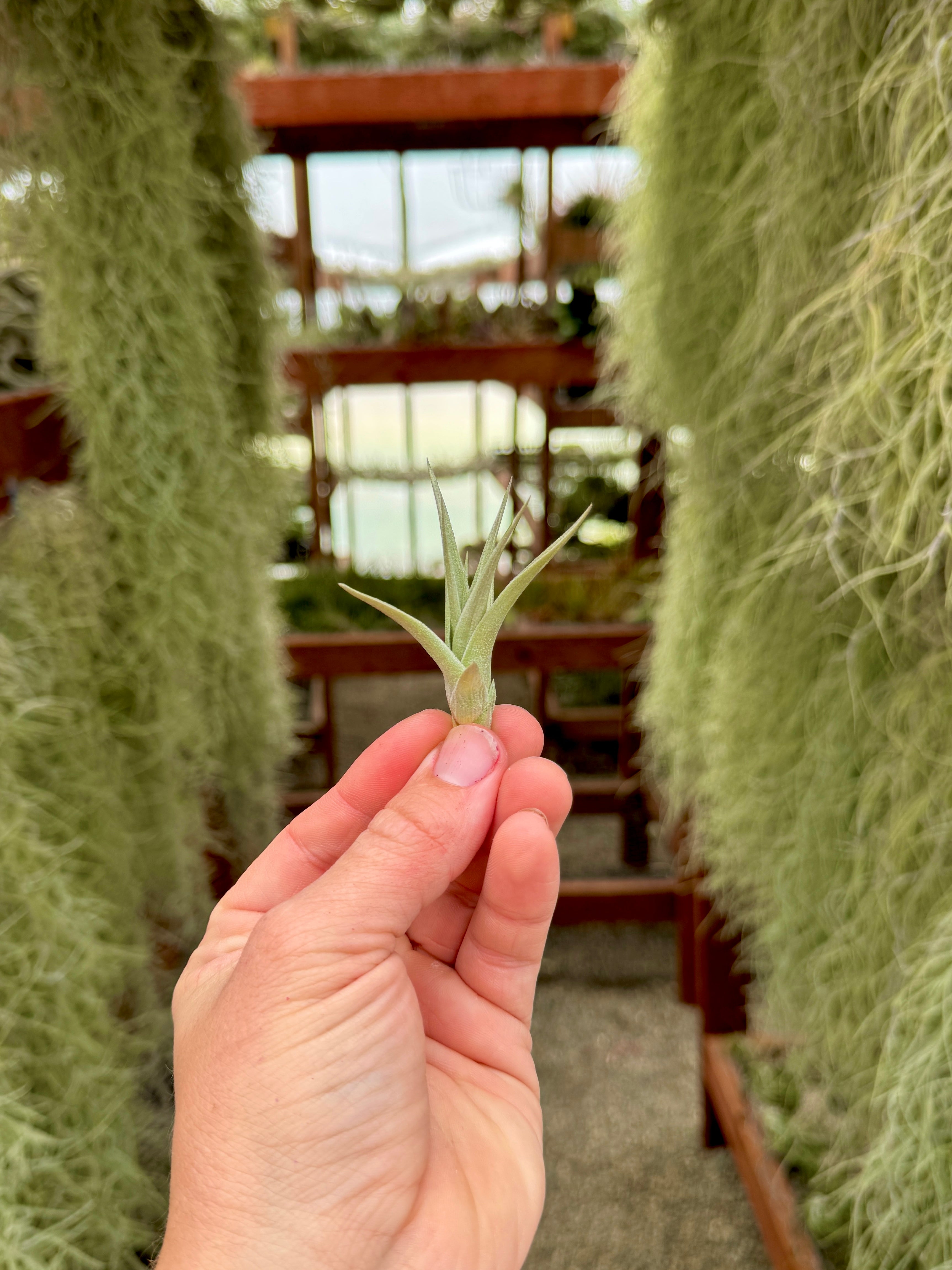 イシオデスブルーアルビノ – Air Plant Hub
