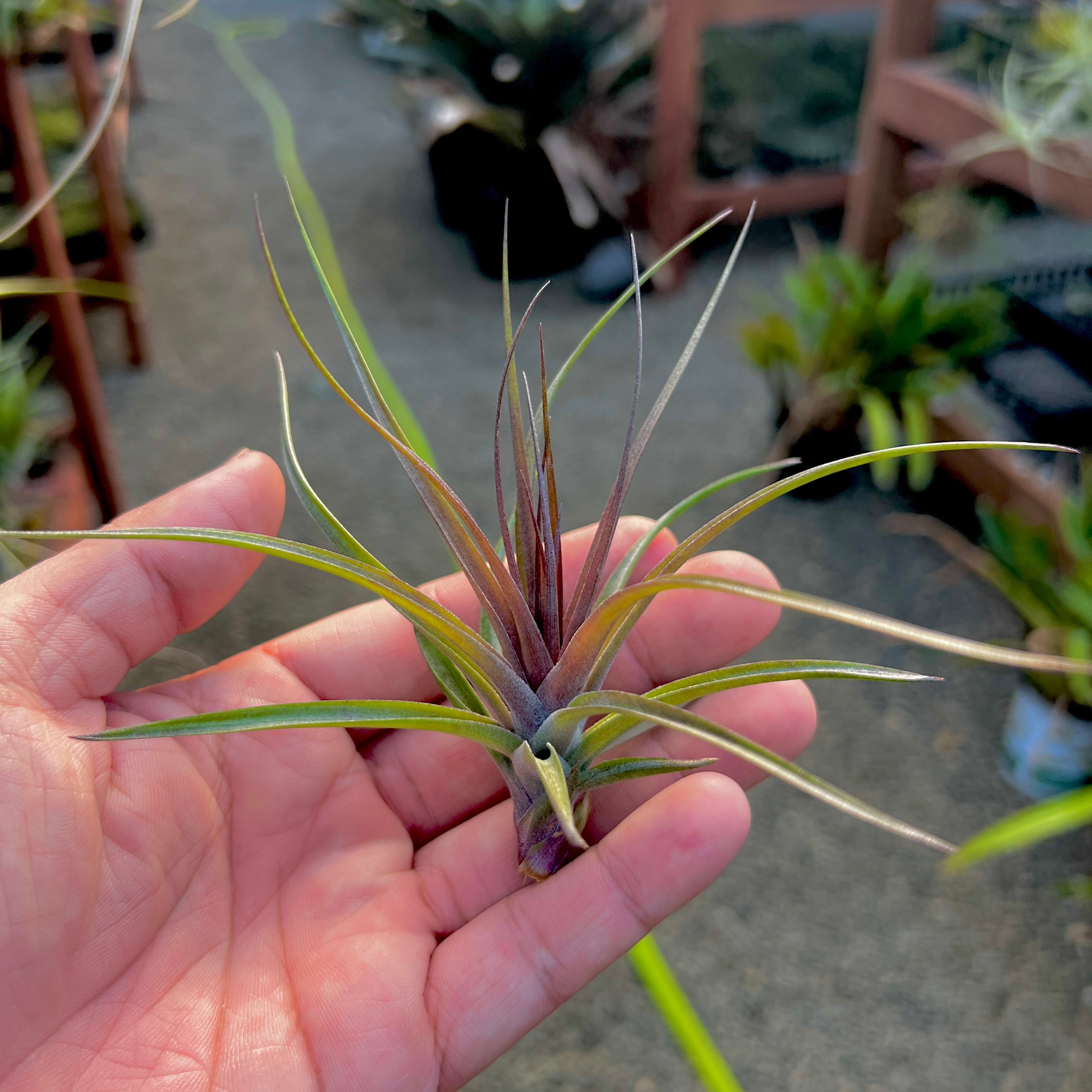 Stricta Magenta <br> (Deep Green & Magenta Colors)