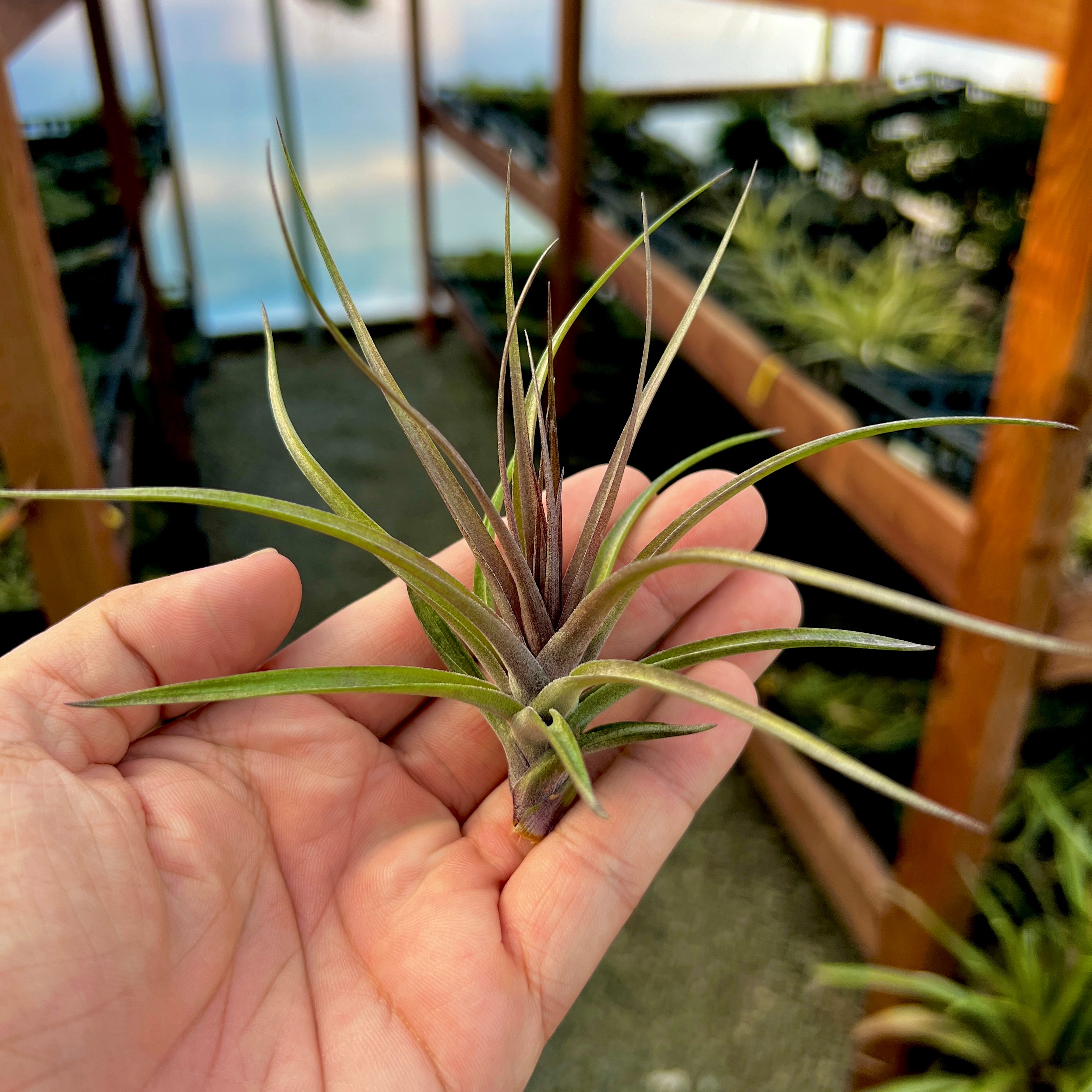 Stricta Magenta <br> (Deep Green & Magenta Colors)