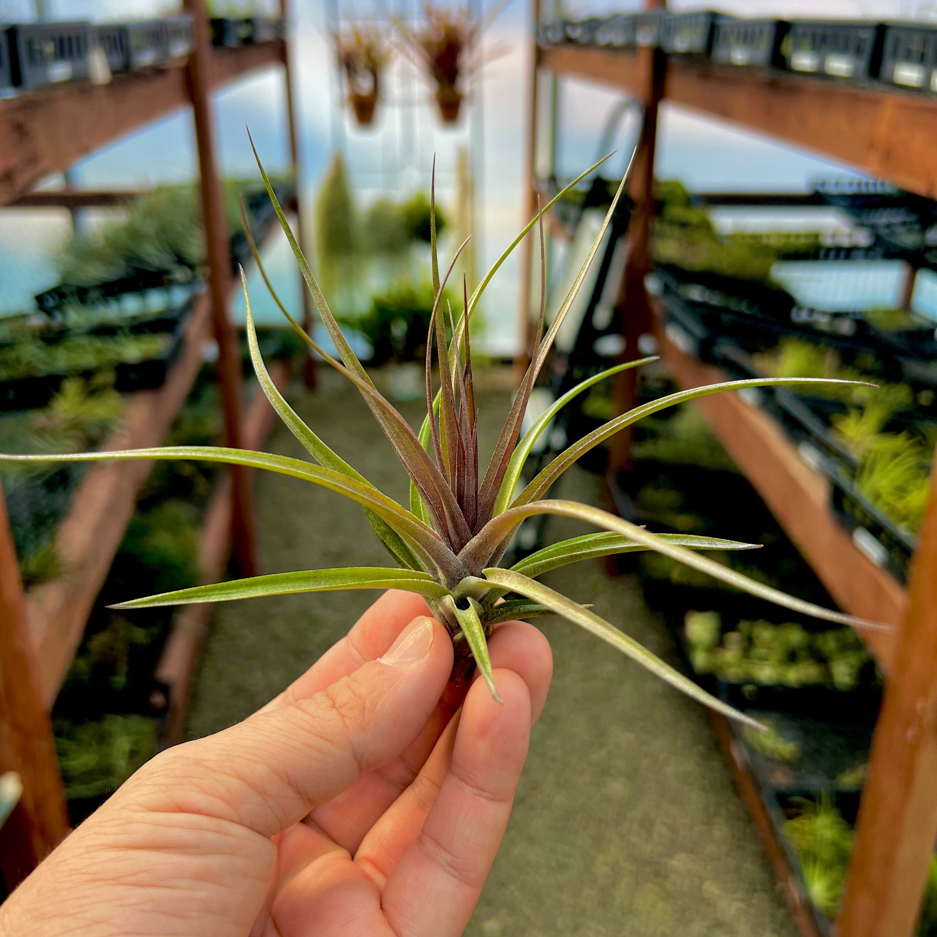 Stricta Magenta <br> (Deep Green & Magenta Colors)