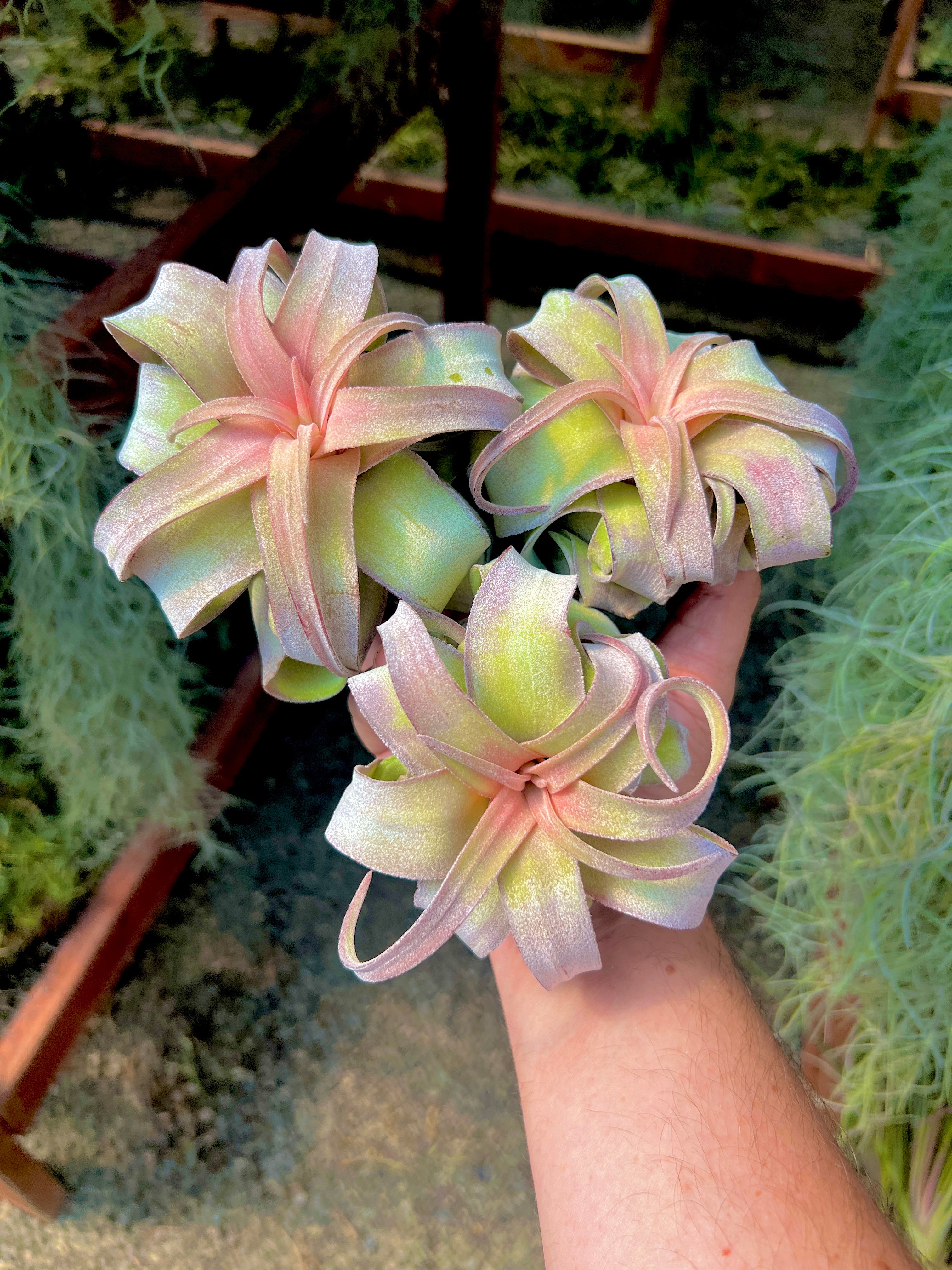 Streptophylla Pink Form Thick Leaf *RARE*