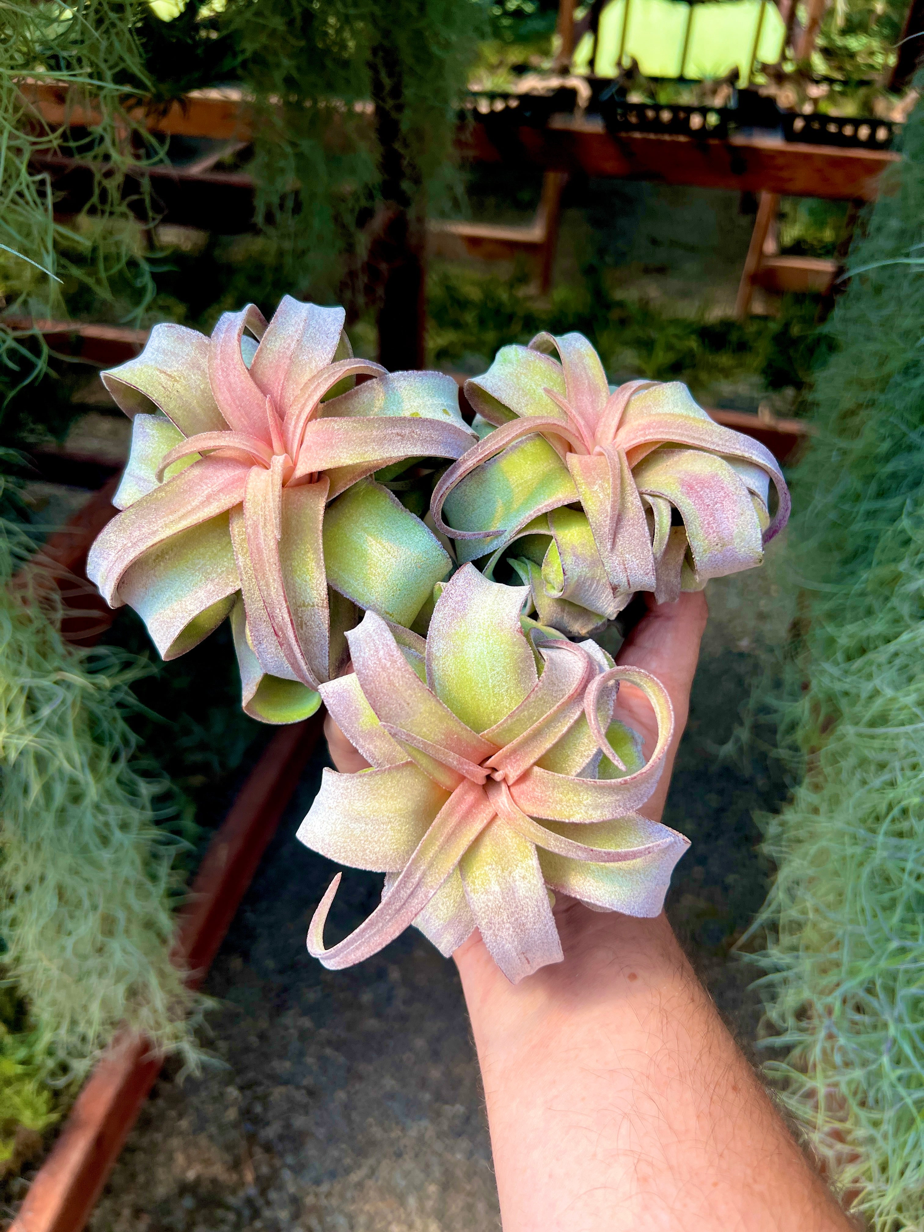 Streptophylla Pink Form Thick Leaf *RARE*