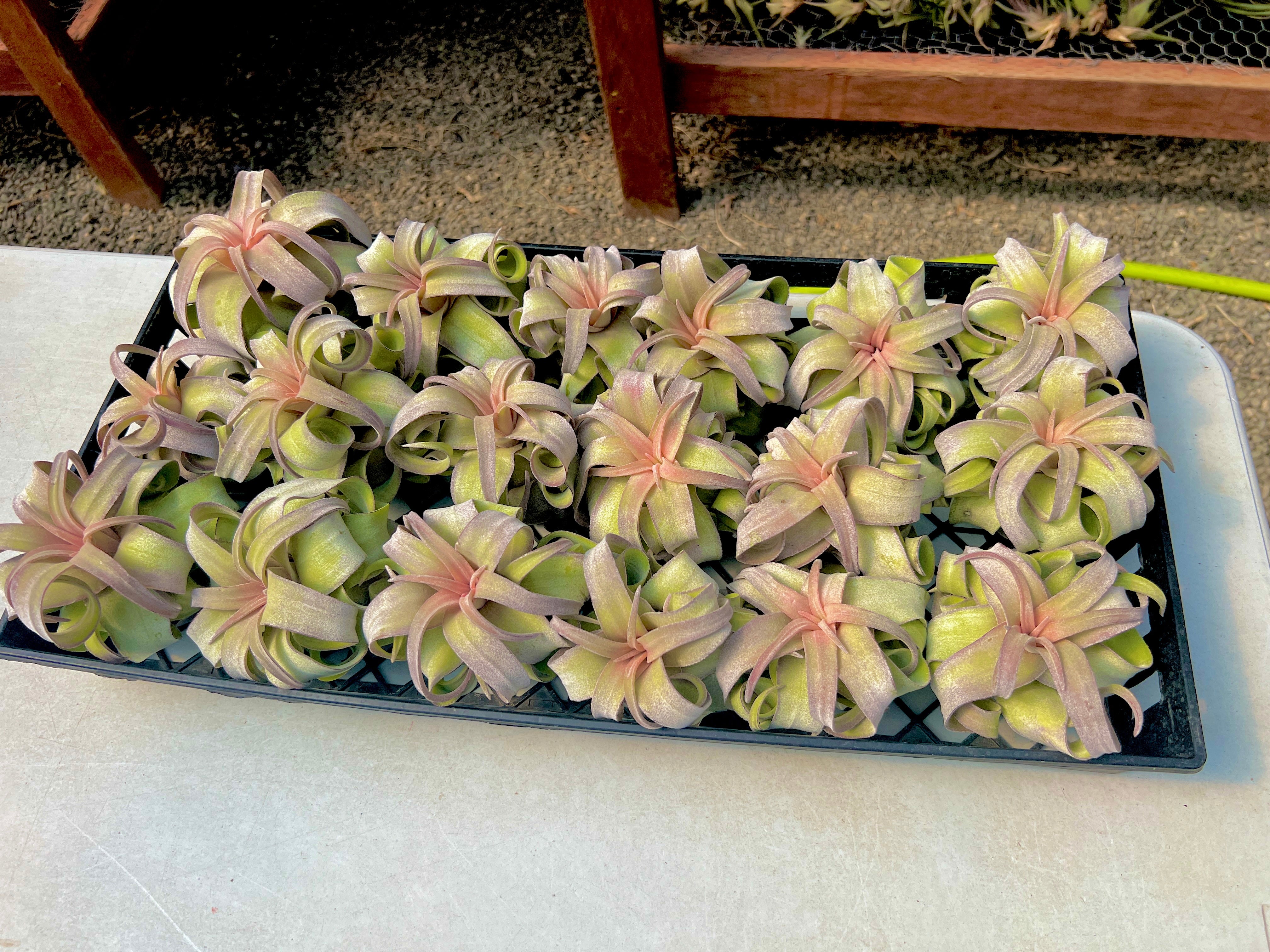 Streptophylla Pink Form Thick Leaf *RARE*