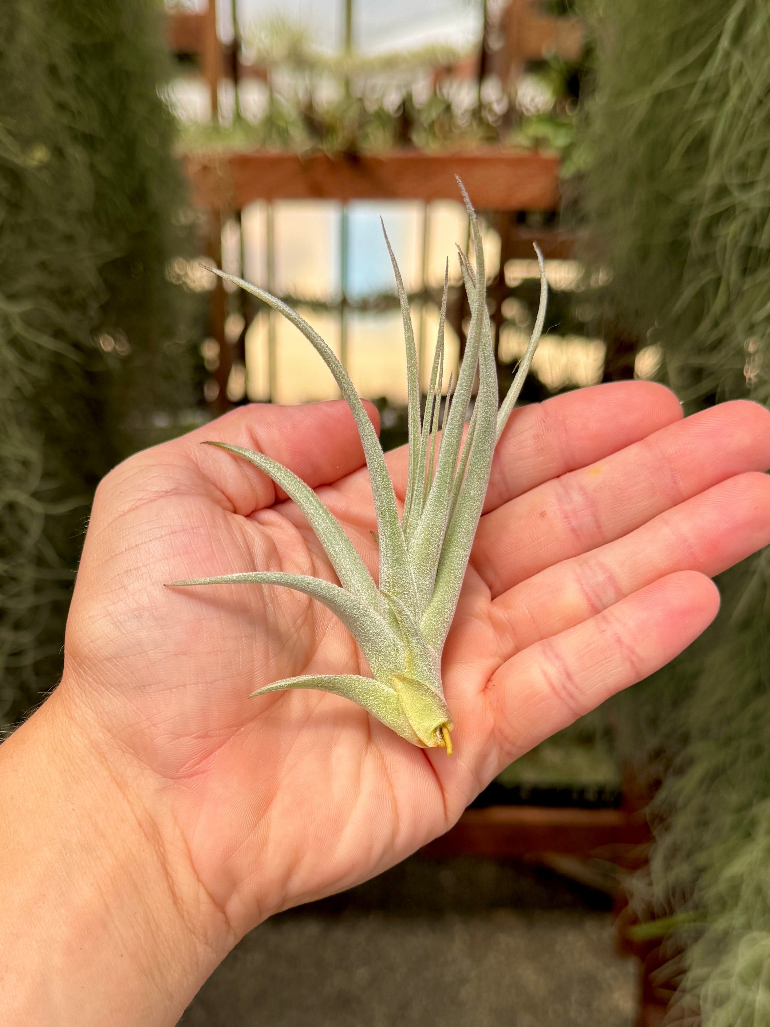 Subsecundifolia <br> (Formerly Recurvifolia Var. Subsecundifolia)