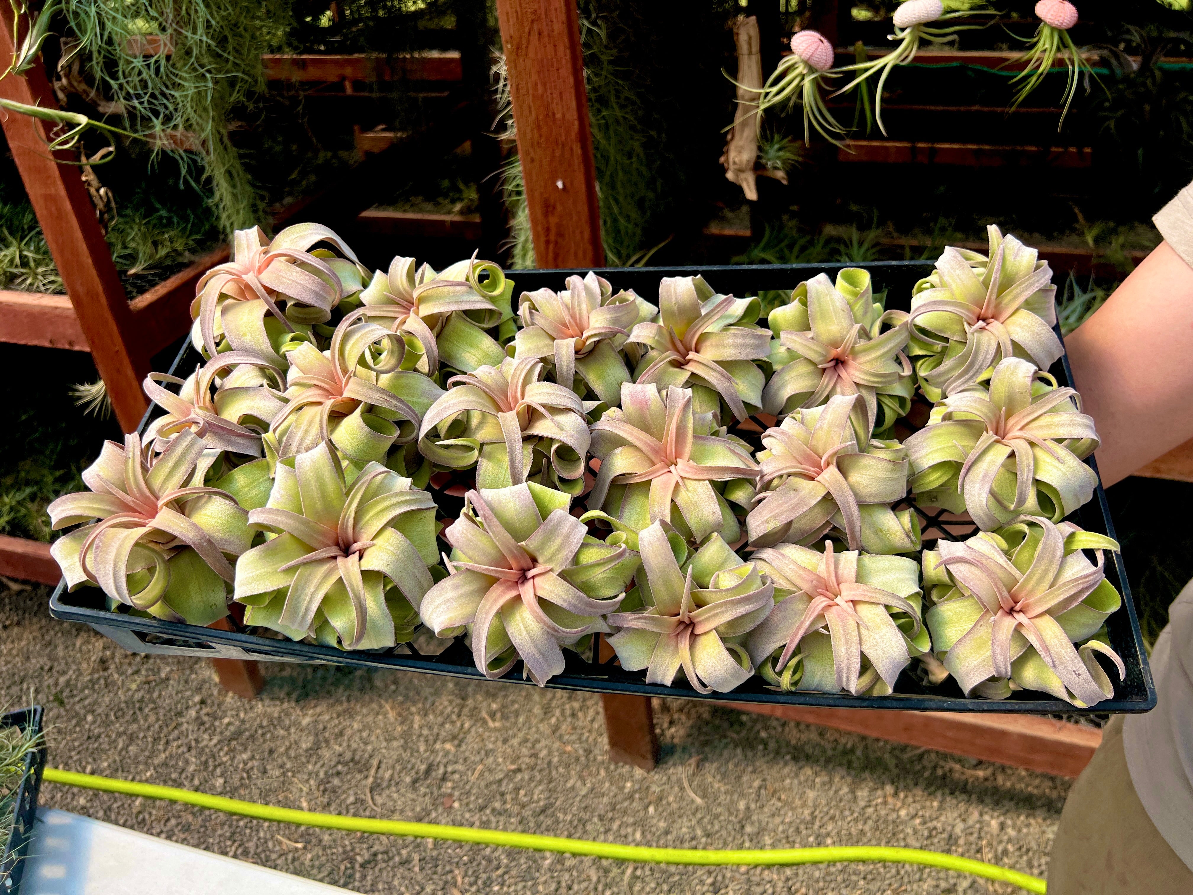 Streptophylla Pink Form Thick Leaf *RARE*