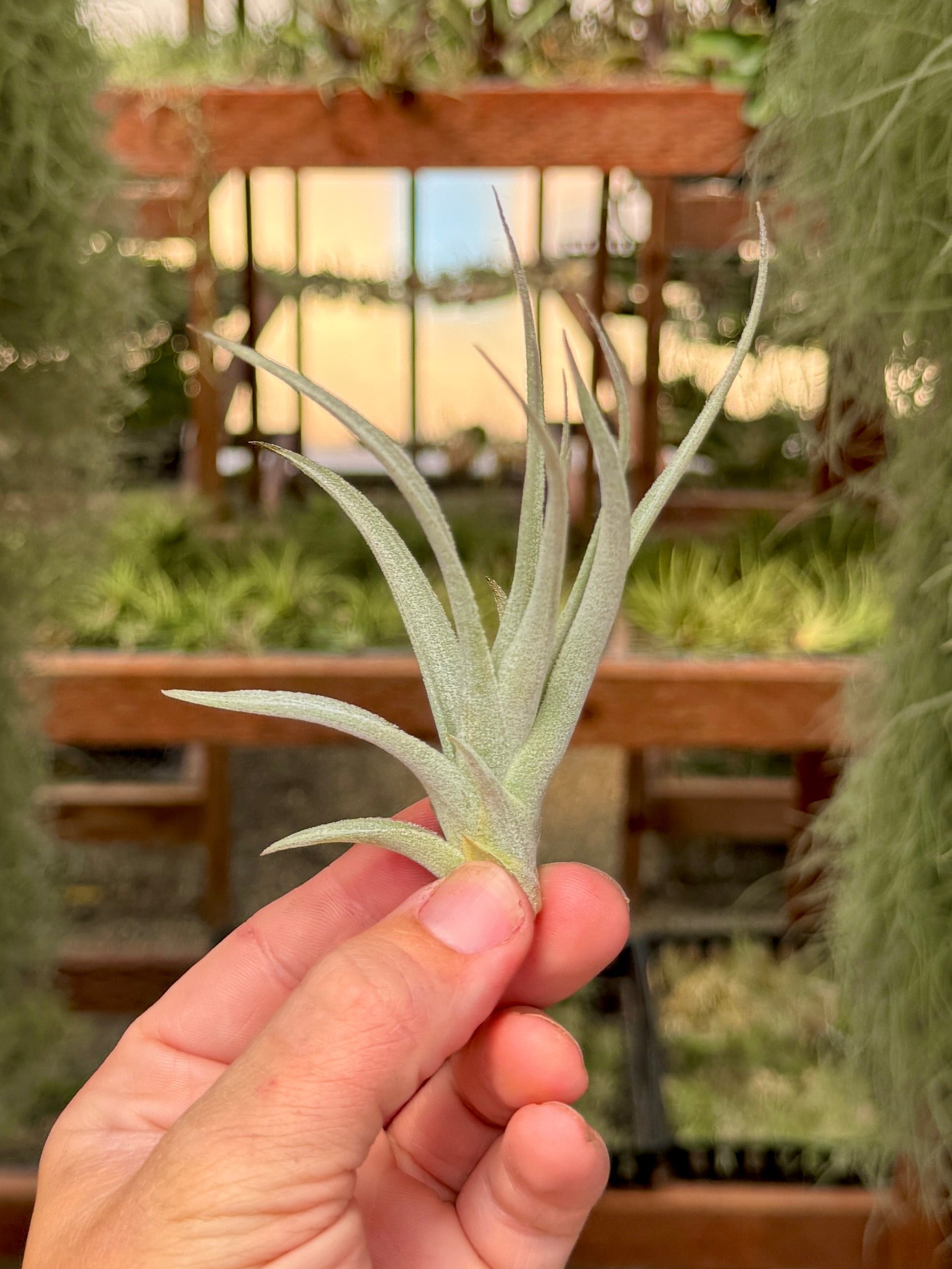 Subsecundifolia <br> (Formerly Recurvifolia Var. Subsecundifolia)