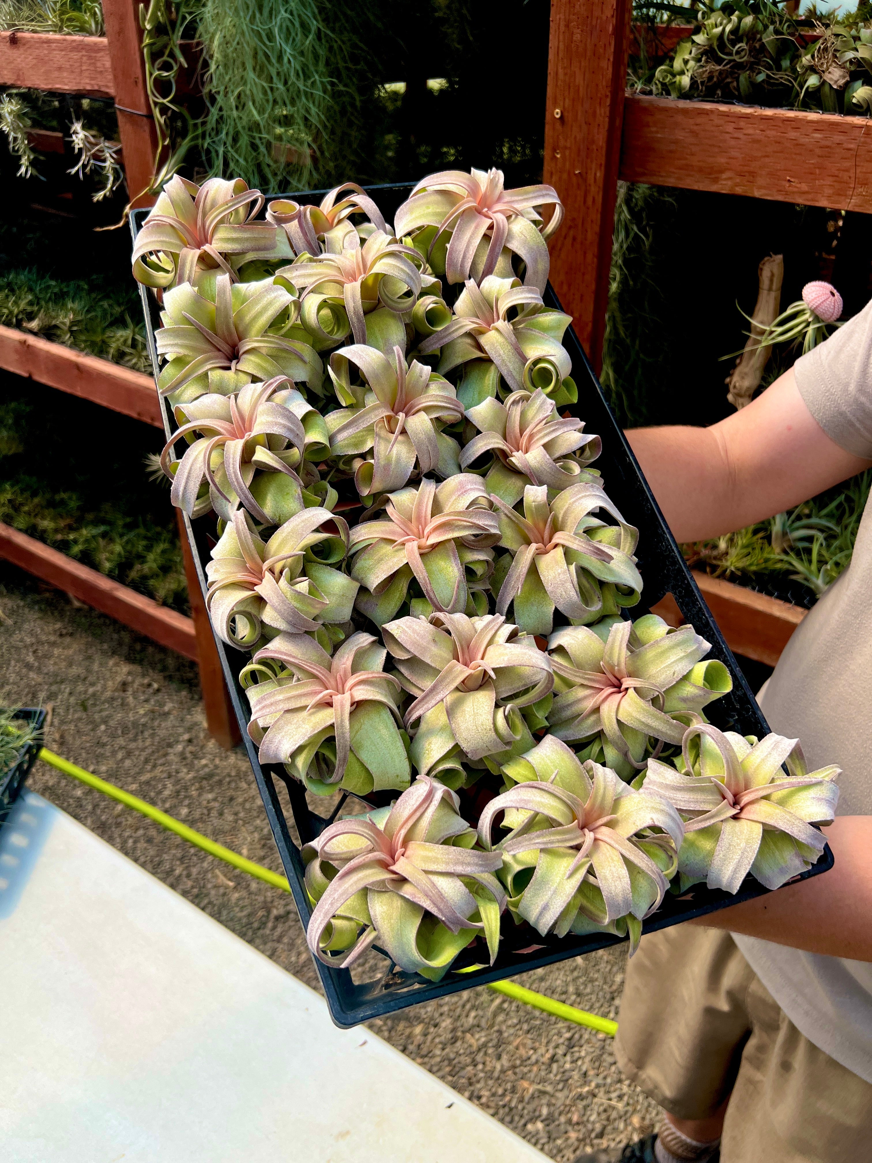 Streptophylla Pink Form Thick Leaf *RARE*