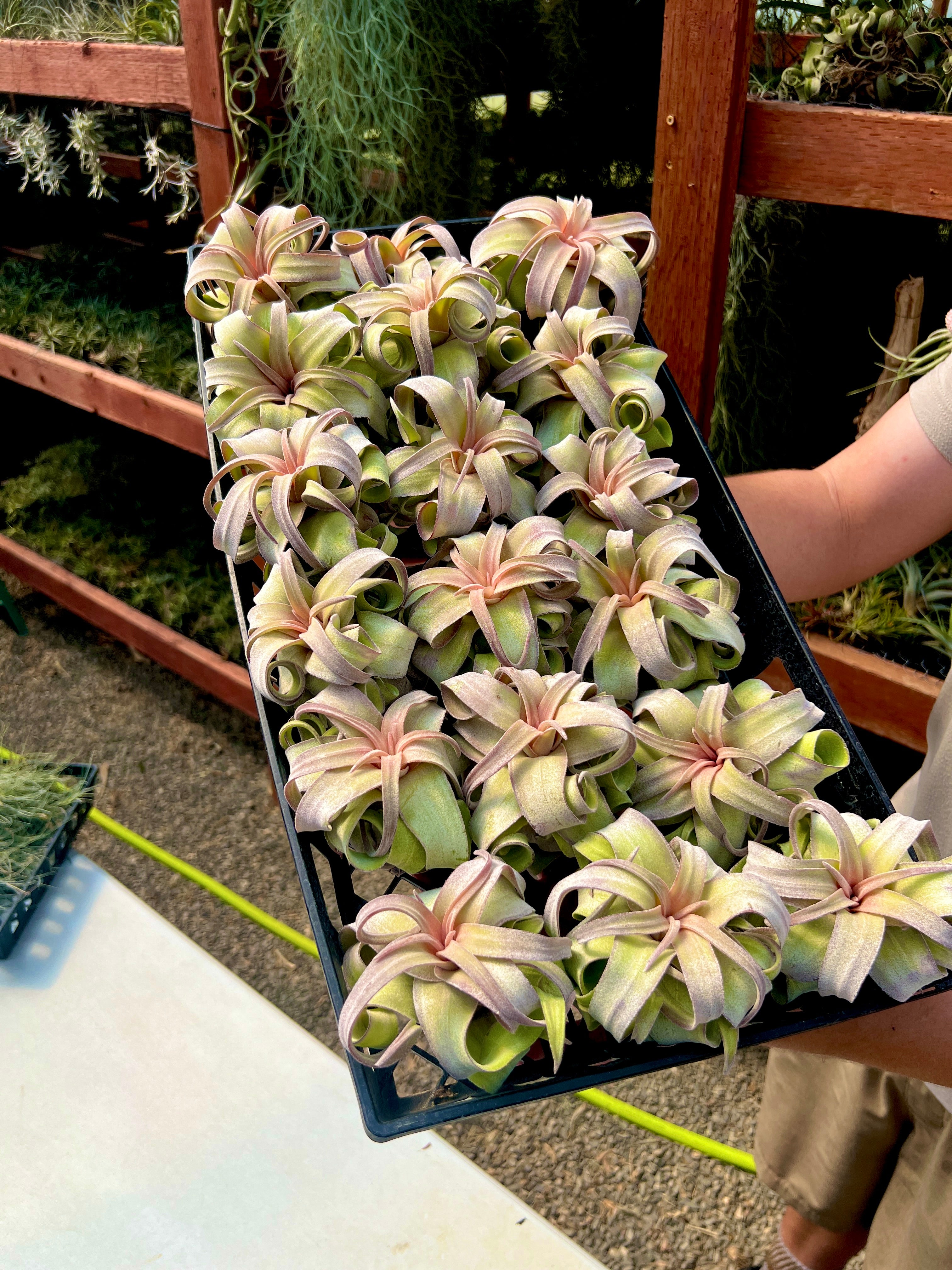 Streptophylla Pink Form Thick Leaf *RARE*