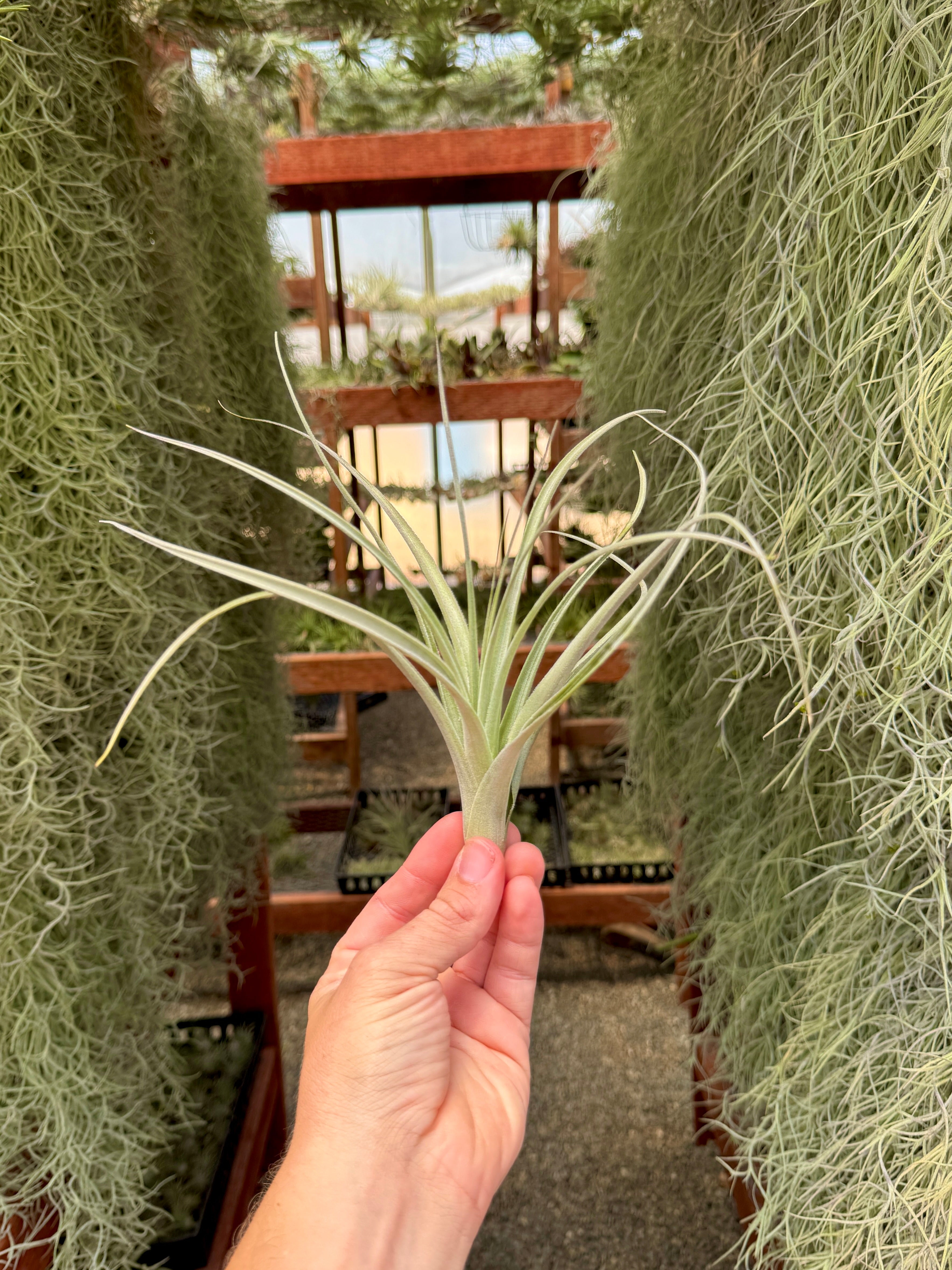 Lorentziana Giant Form – Air Plant Hub