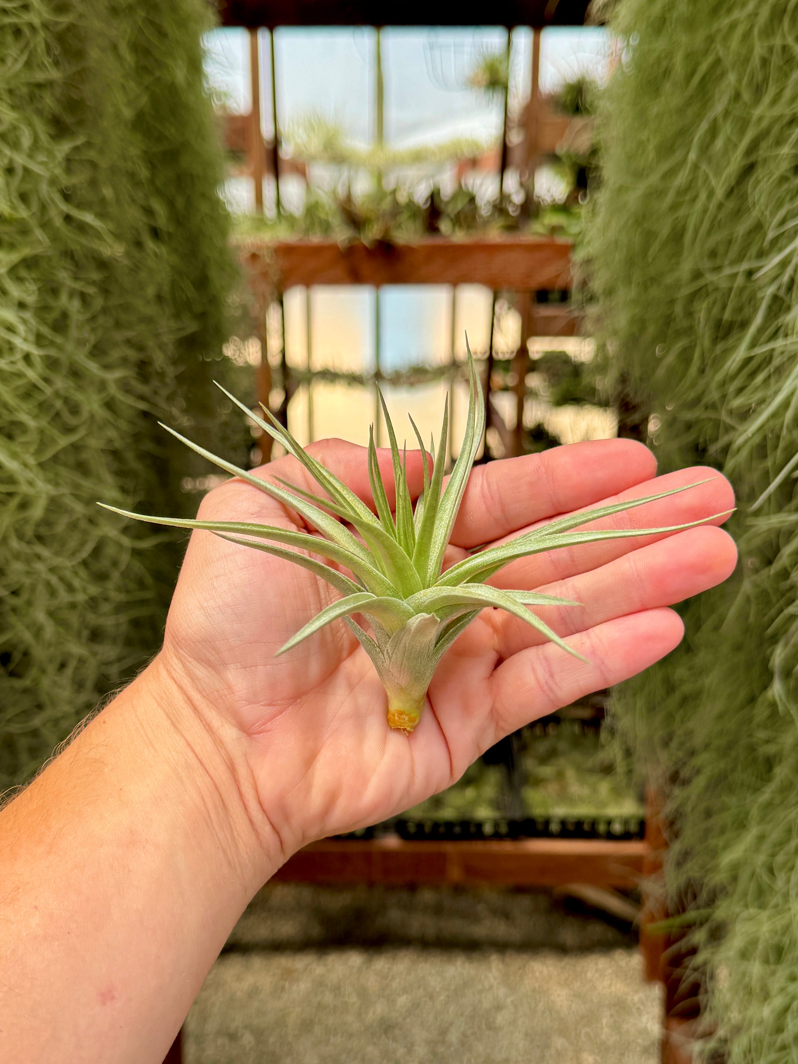 stricta hard leaf air plant Stricta Stiff Gray Small