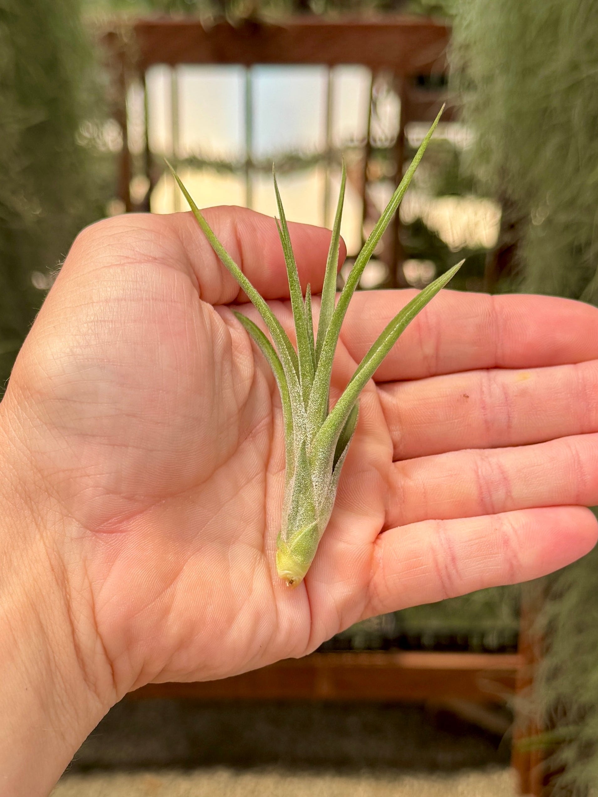 Hand holding a small air plant with a blurred indoor background