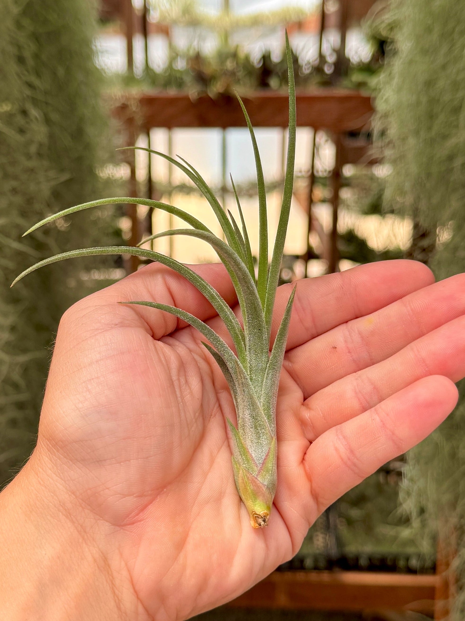 Hand holding a small air plant with a blurred indoor setting in the background