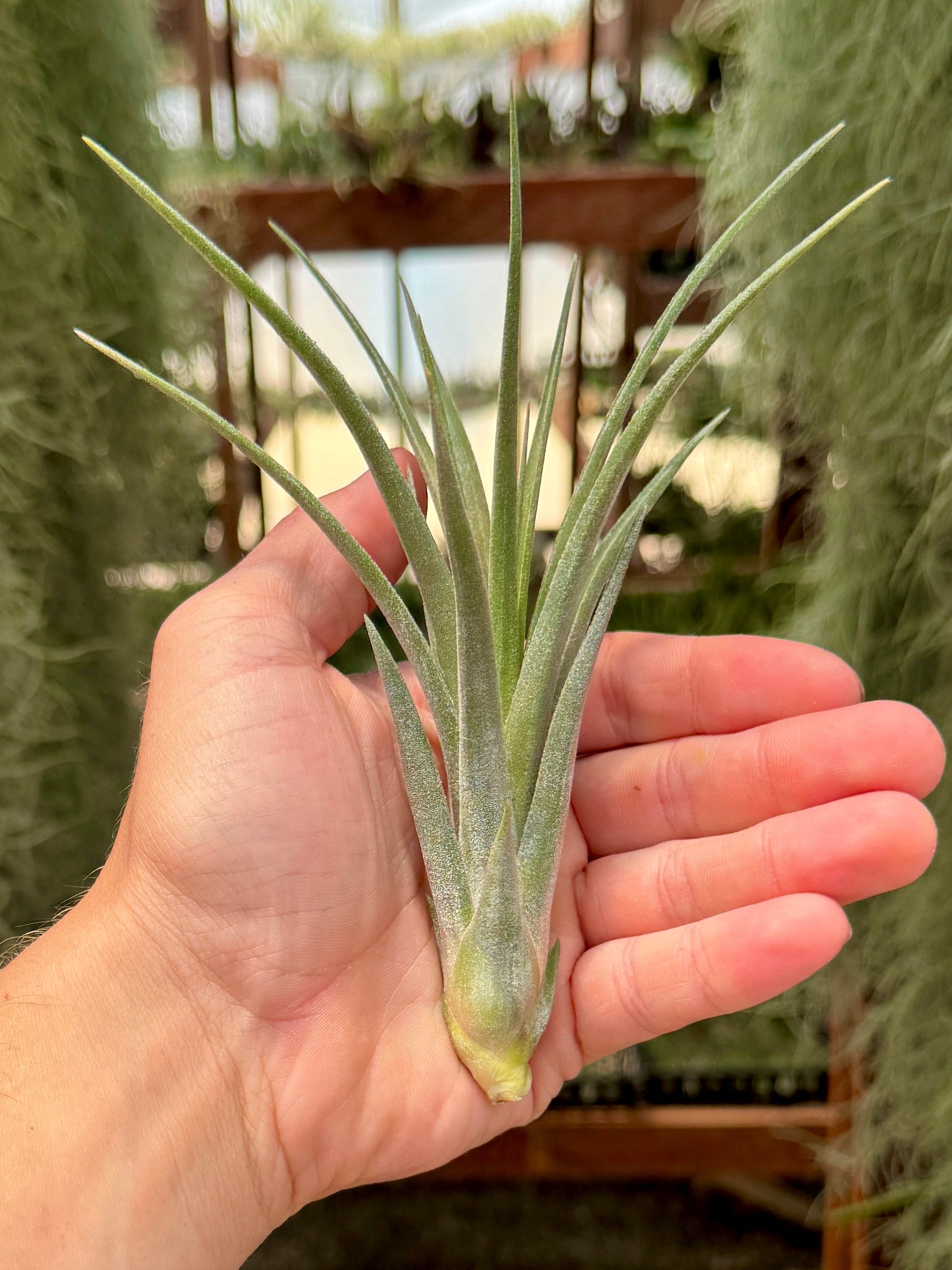 Hand holding a small green air plant with a blurred indoor background