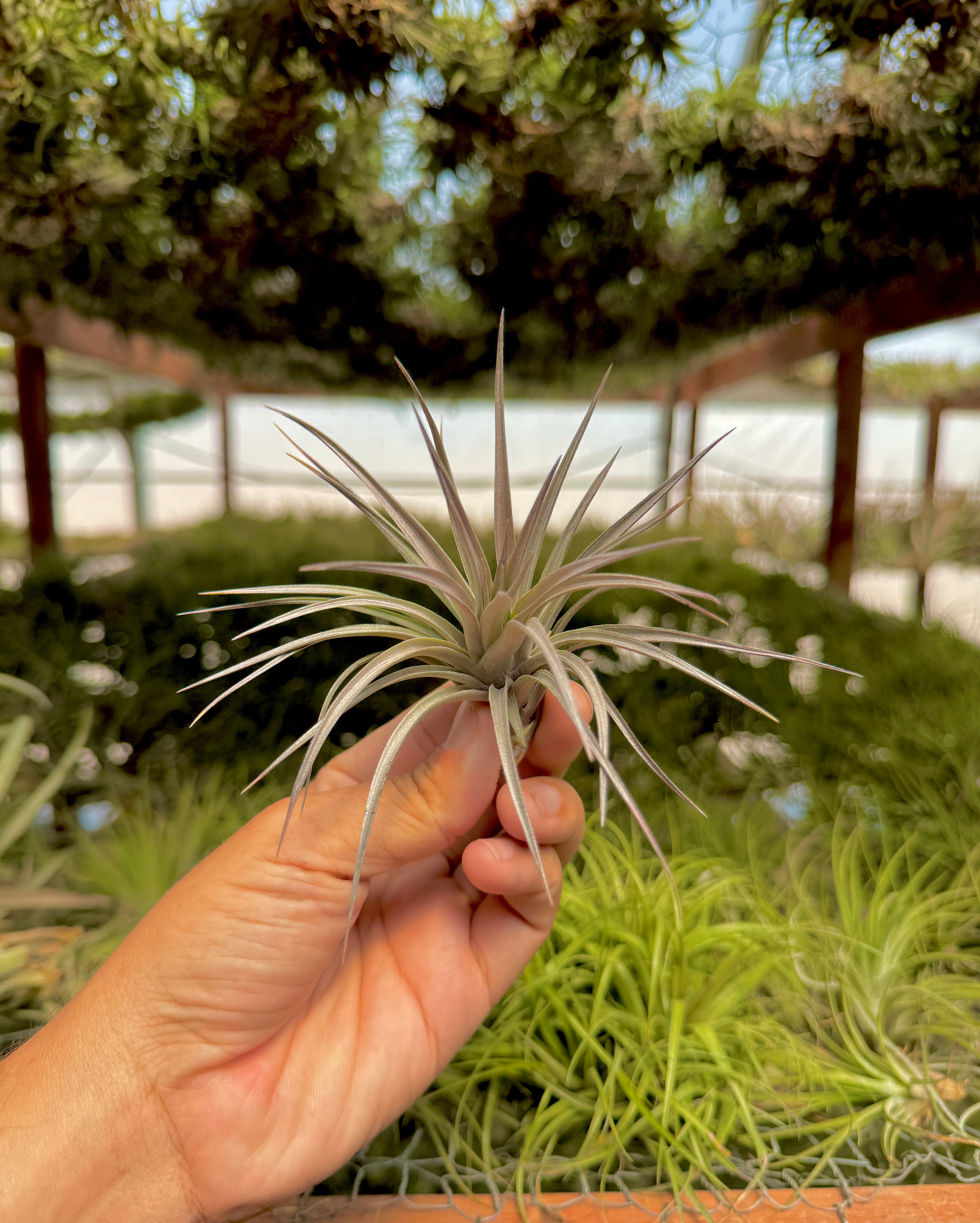 Stricta Strawberry Ice – Air Plant Hub
