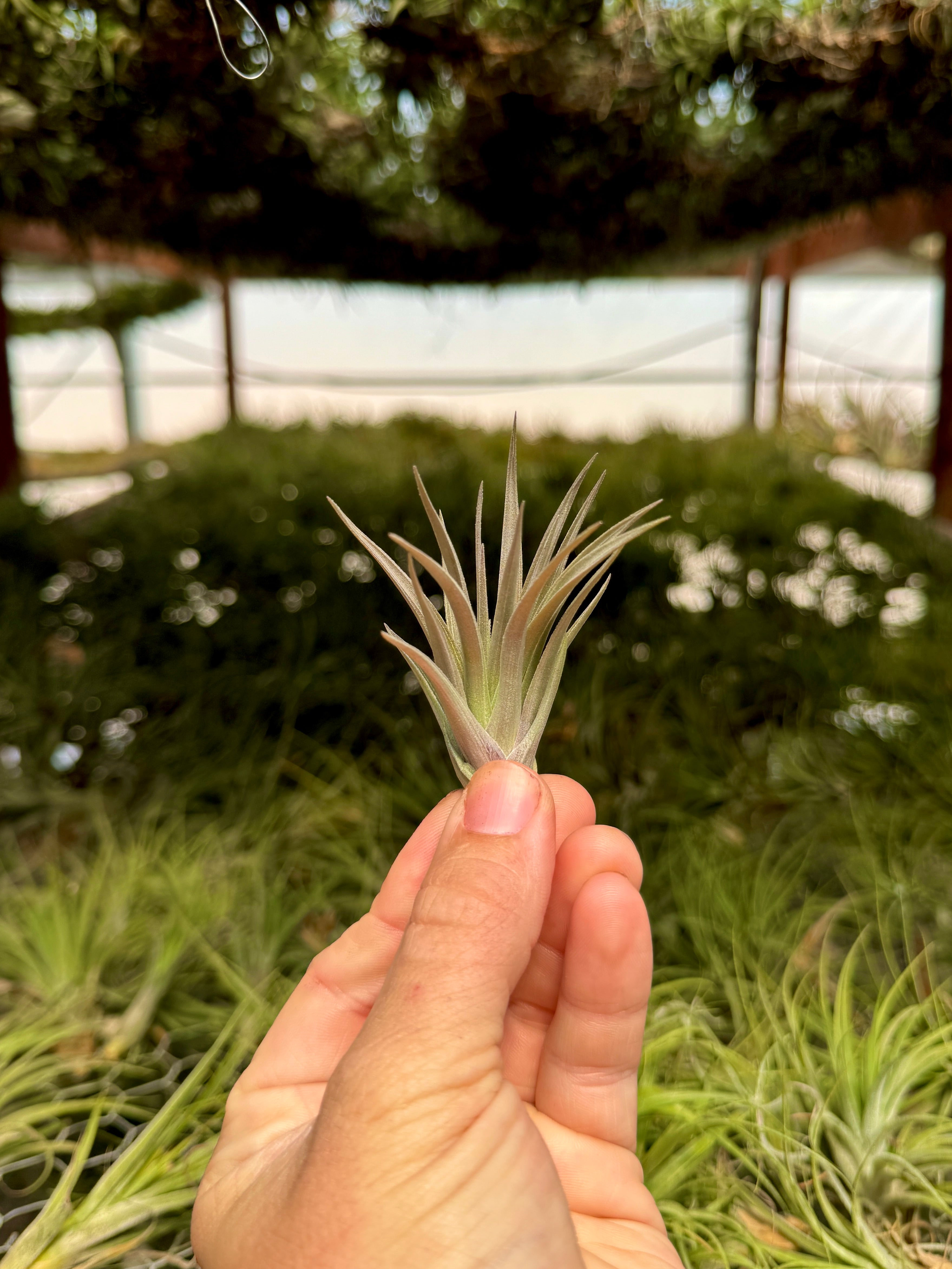 Stricta Strawberry Ice