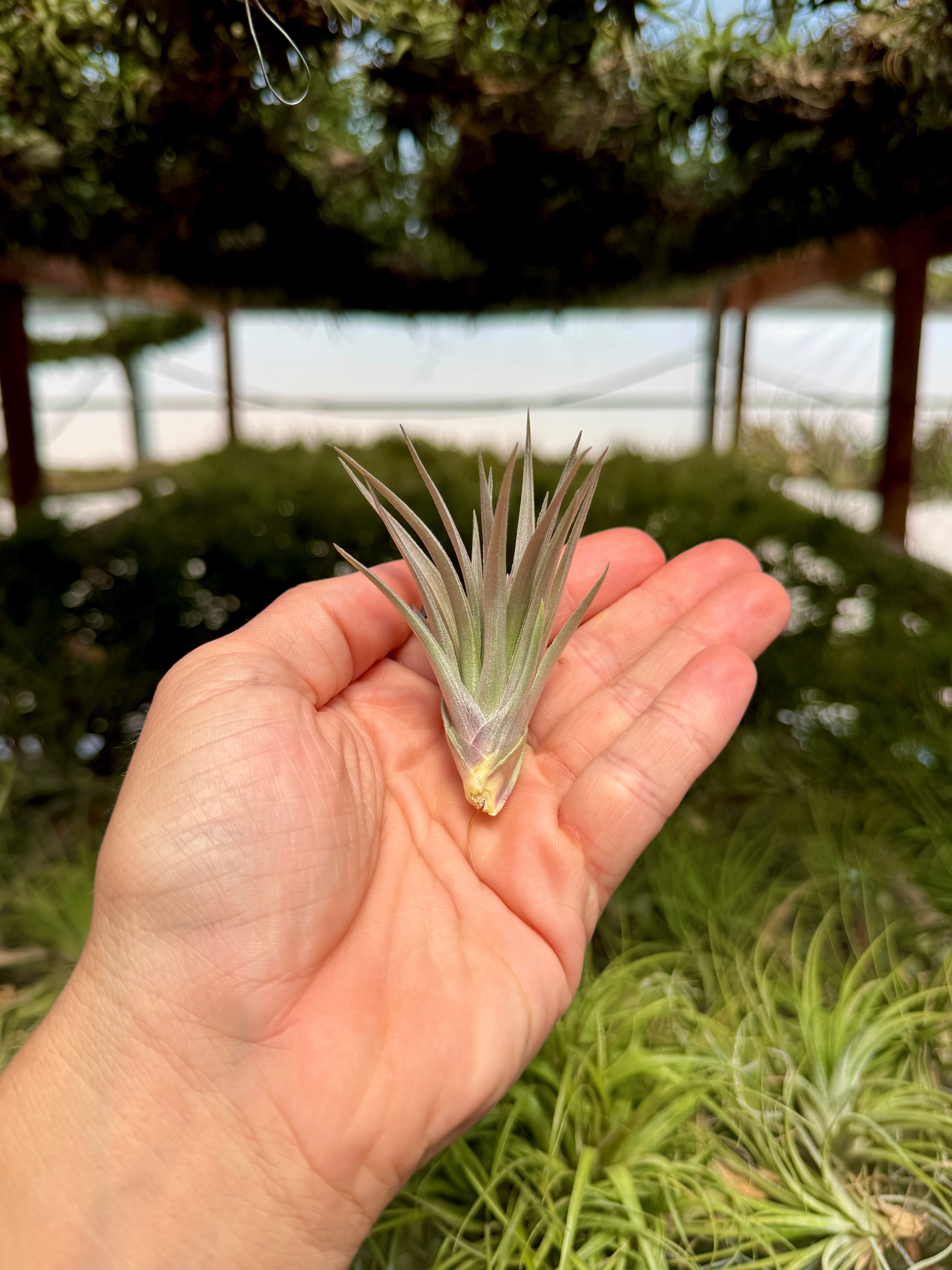 Stricta Strawberry Ice – Air Plant Hub