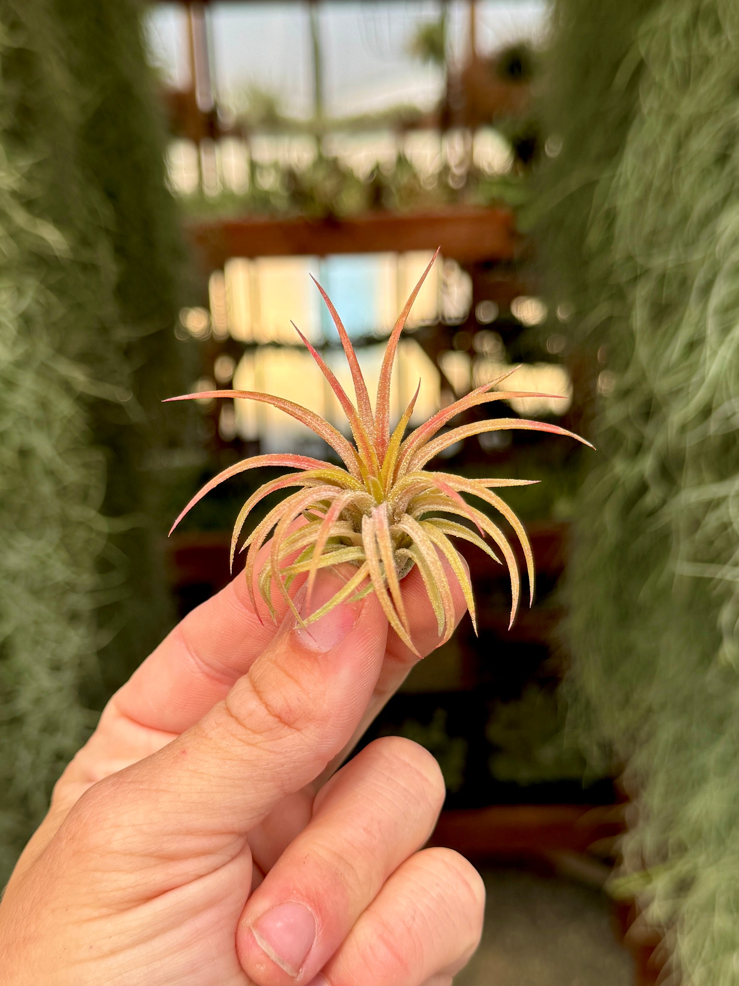 rare air plants Ionantha Fountain RARE! Medium