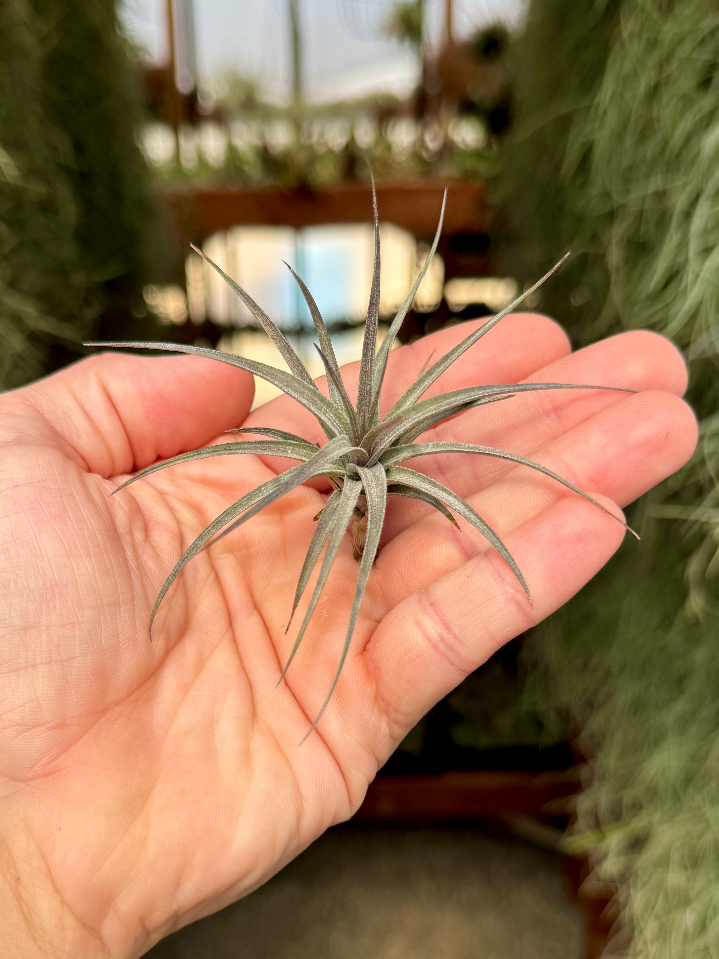 mini air plants for sale Aeranthos Mini Purple Form Rare Air Plant Large