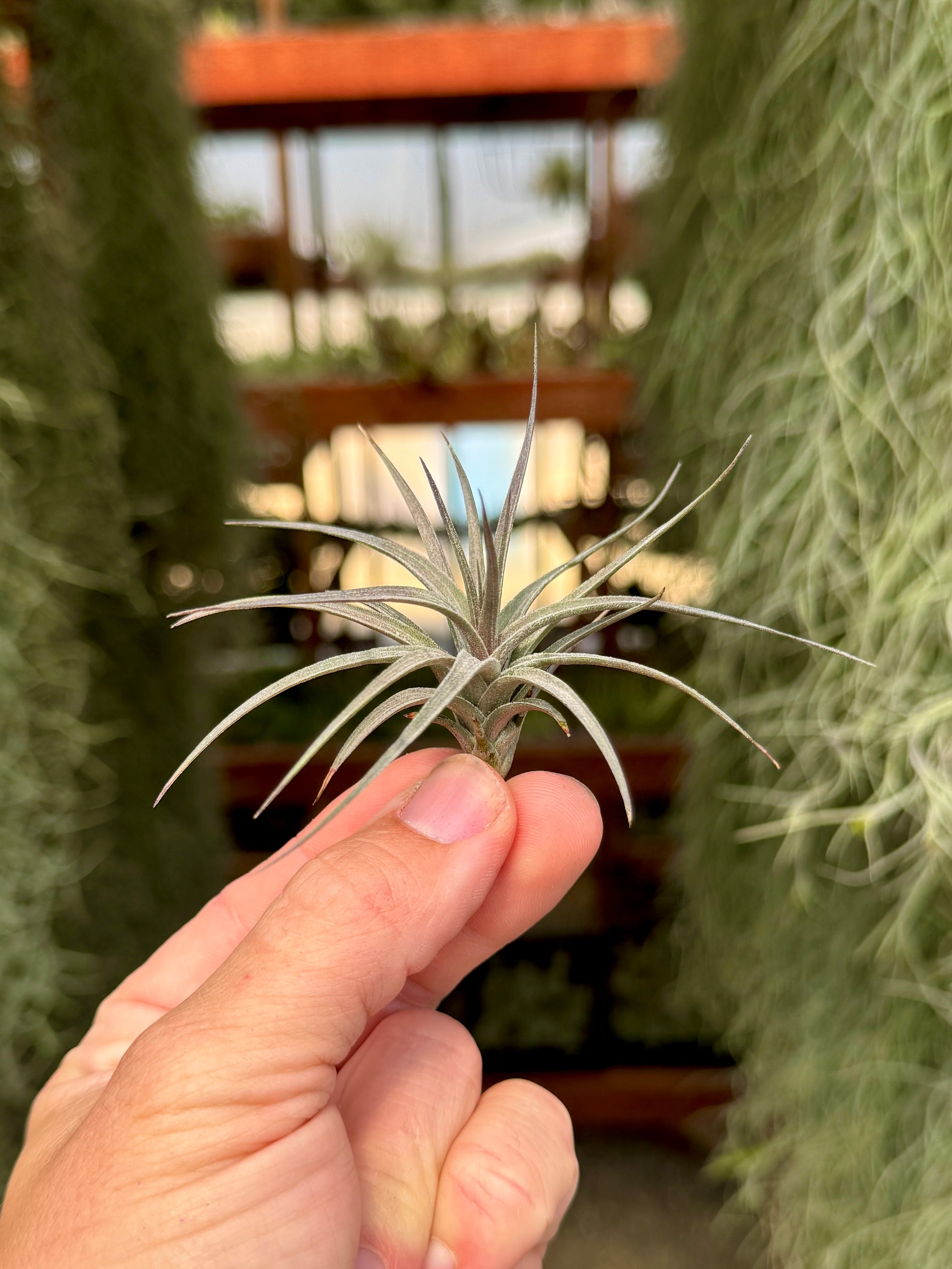 mini air plants bulk Aeranthos Mini Purple Form Rare Air Plant