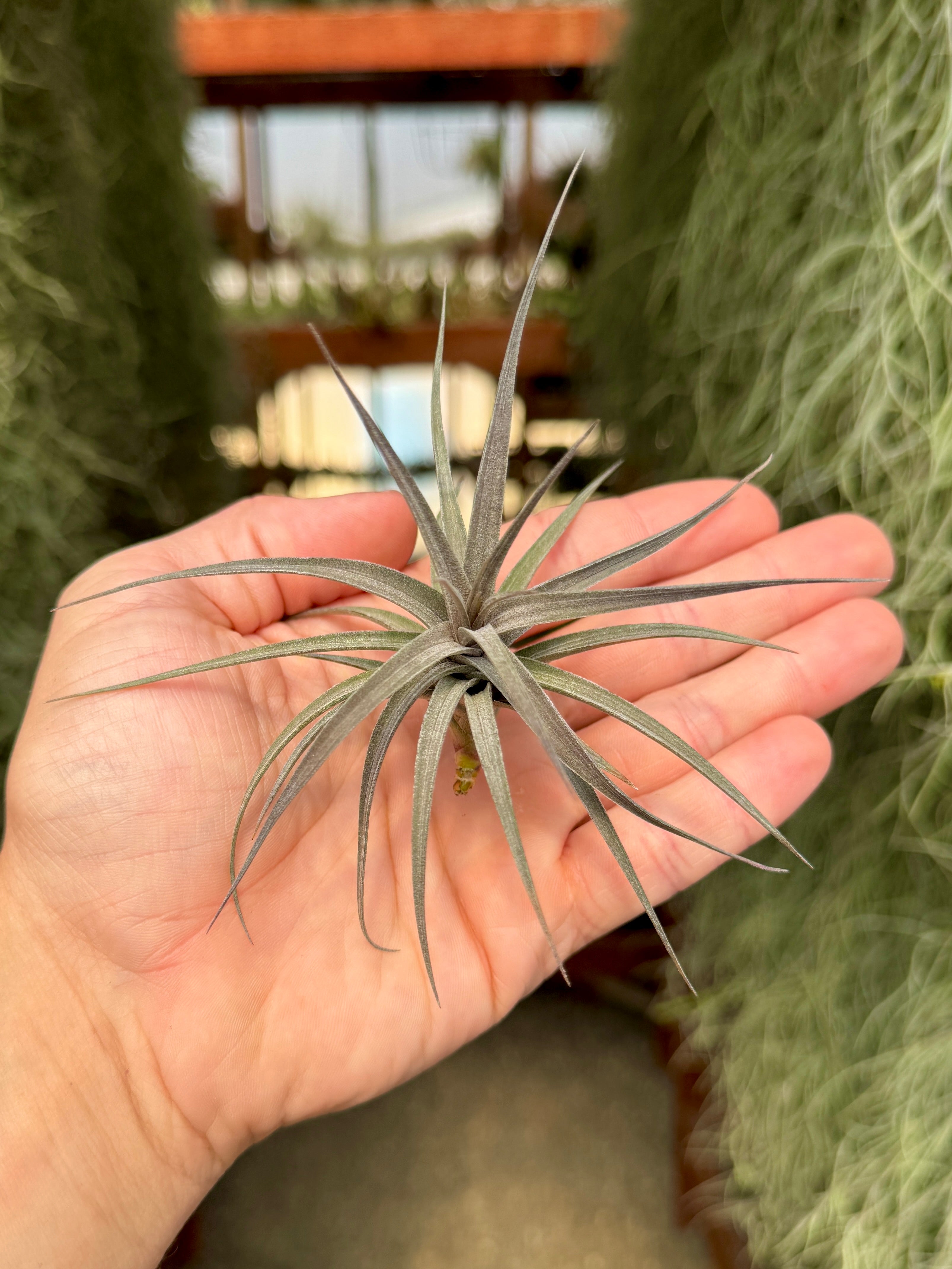 Aeranthos Mini Purple Form Rare Air Plant – Air Plant Hub