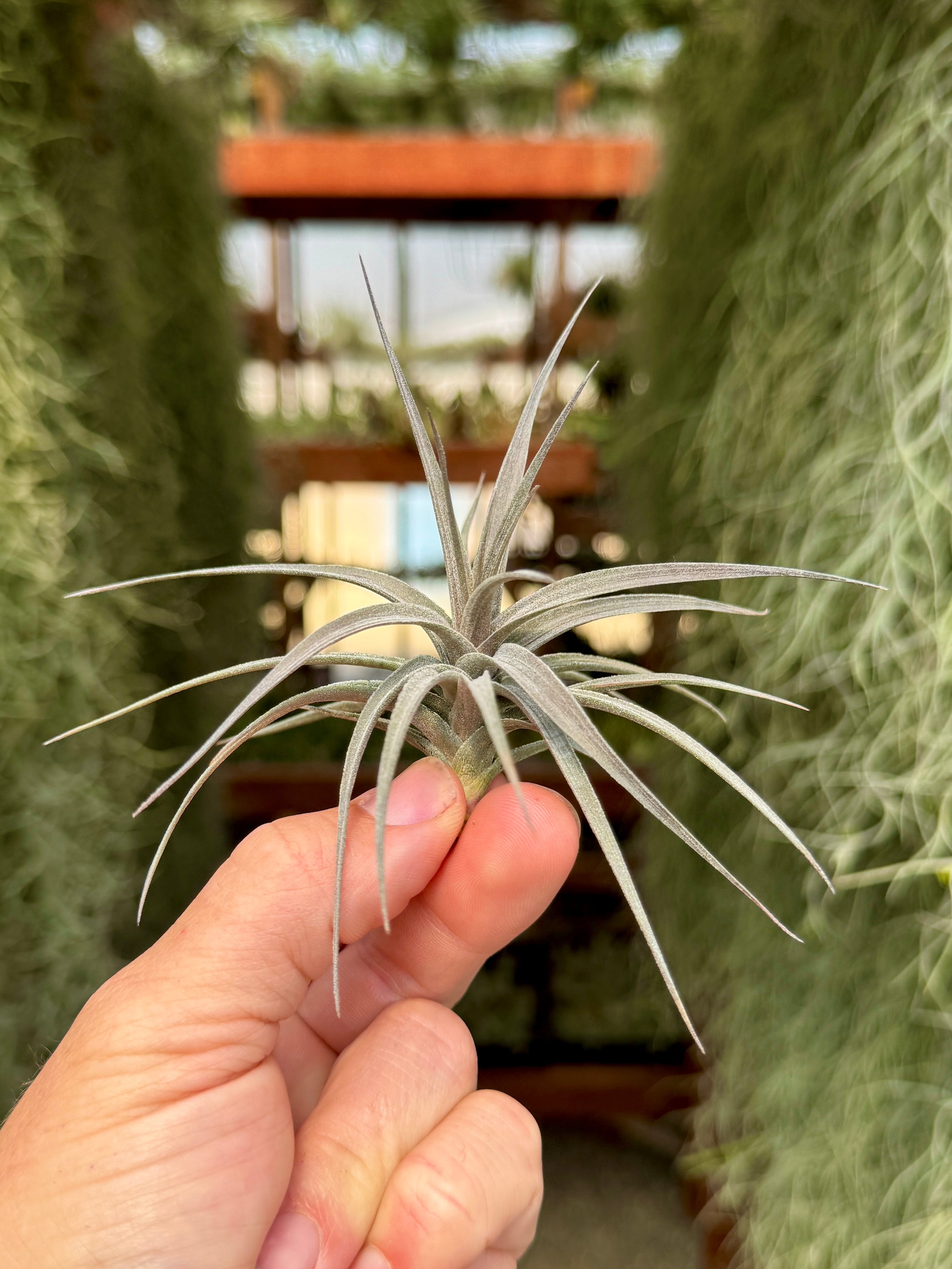 Aeranthos Mini Purple Form Rare Air Plant – Air Plant Hub